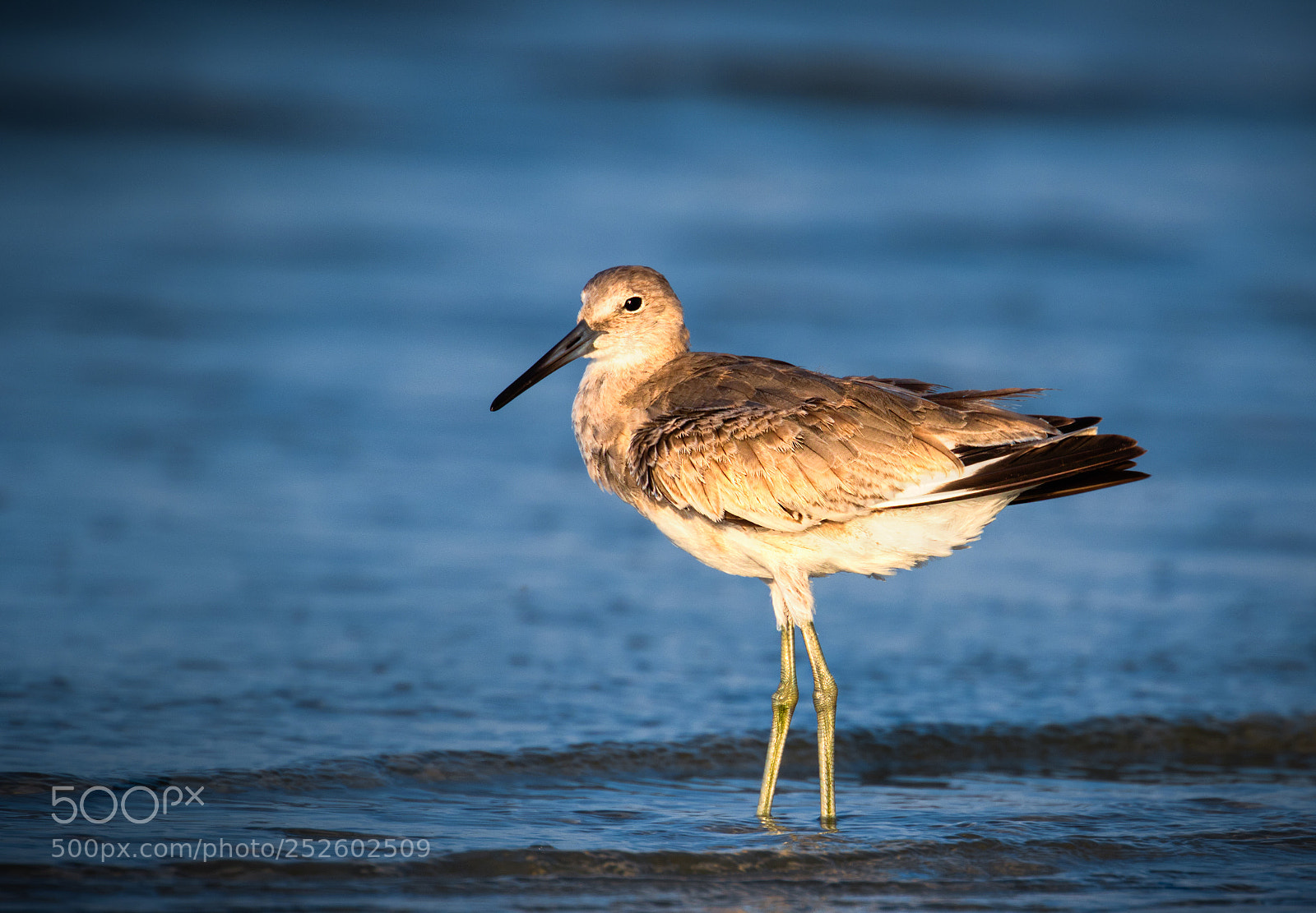 Canon EOS 7D Mark II sample photo. Willet sunrise photography