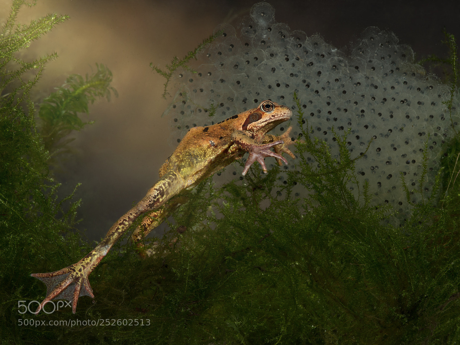 Nikon D800 sample photo. Common frog with spawn photography