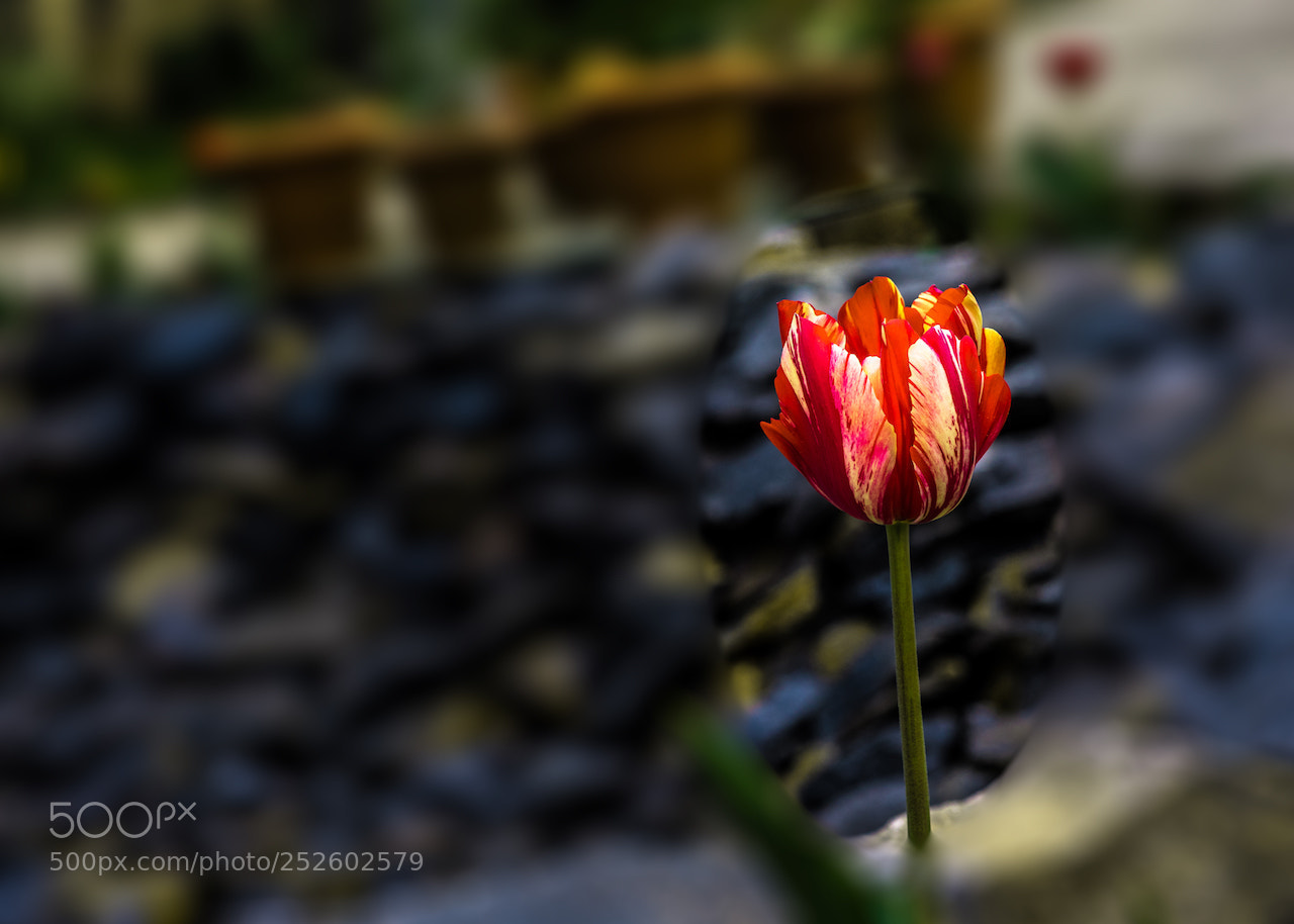 Nikon D810 sample photo. Tulip photography