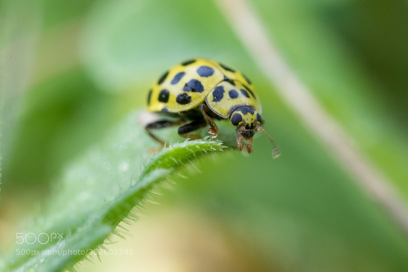 Canon EOS 5D Mark IV sample photo. Yellow photography