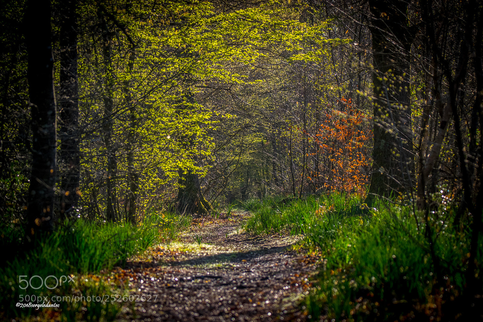 Nikon D5300 sample photo. Vers le printemps..... photography