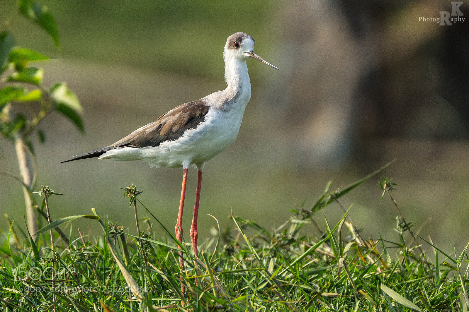 Canon EOS 600D (Rebel EOS T3i / EOS Kiss X5) sample photo. Black winged stilt photography