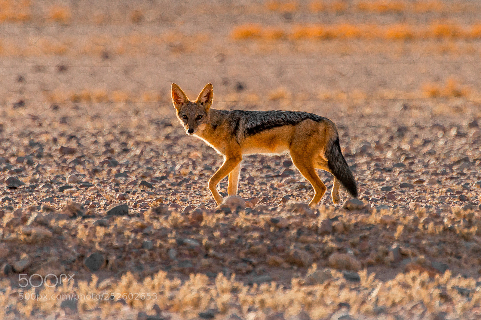 Nikon D800 sample photo. Jackal photography
