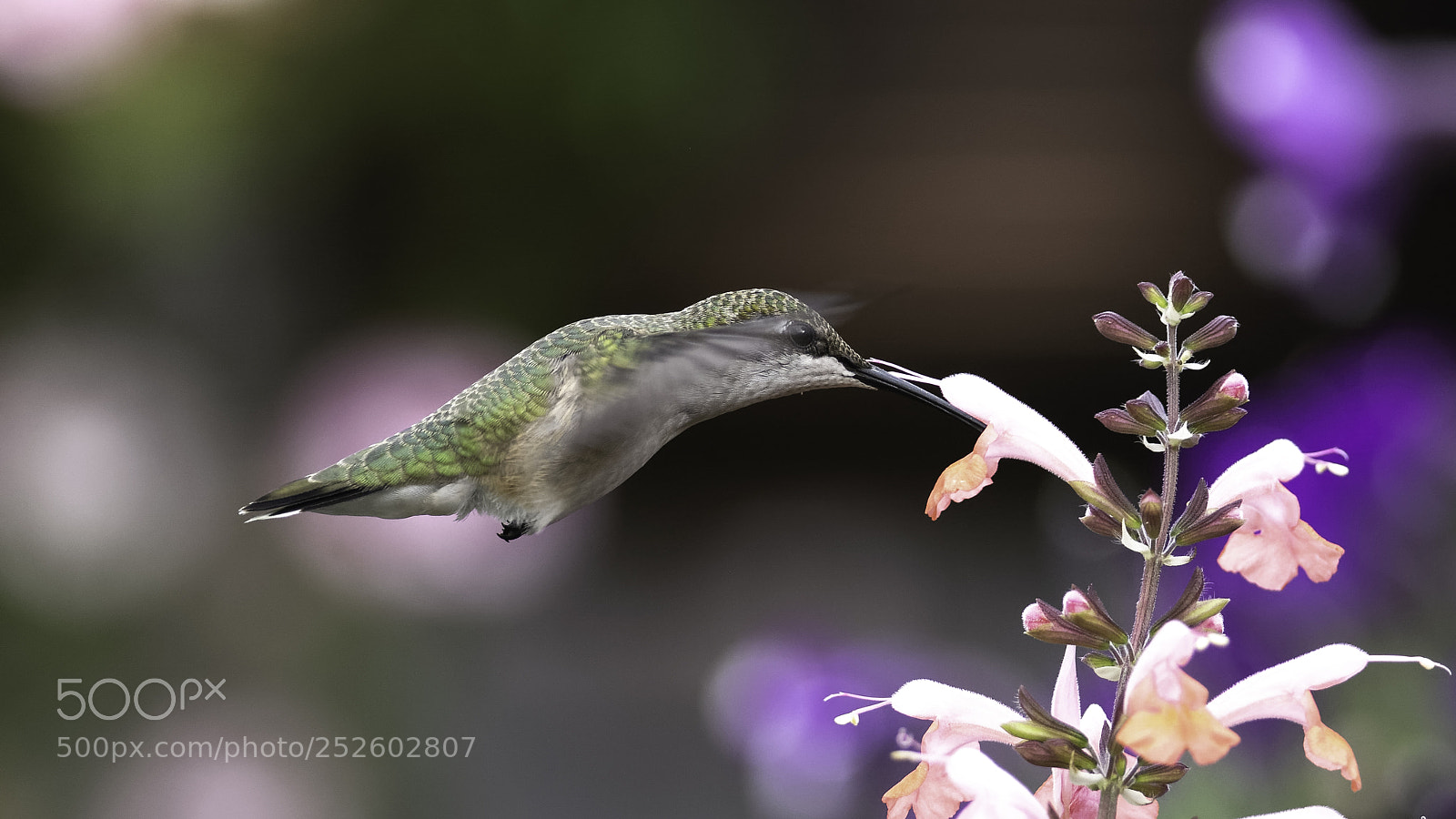 Nikon D7100 sample photo. Gardener's joy photography