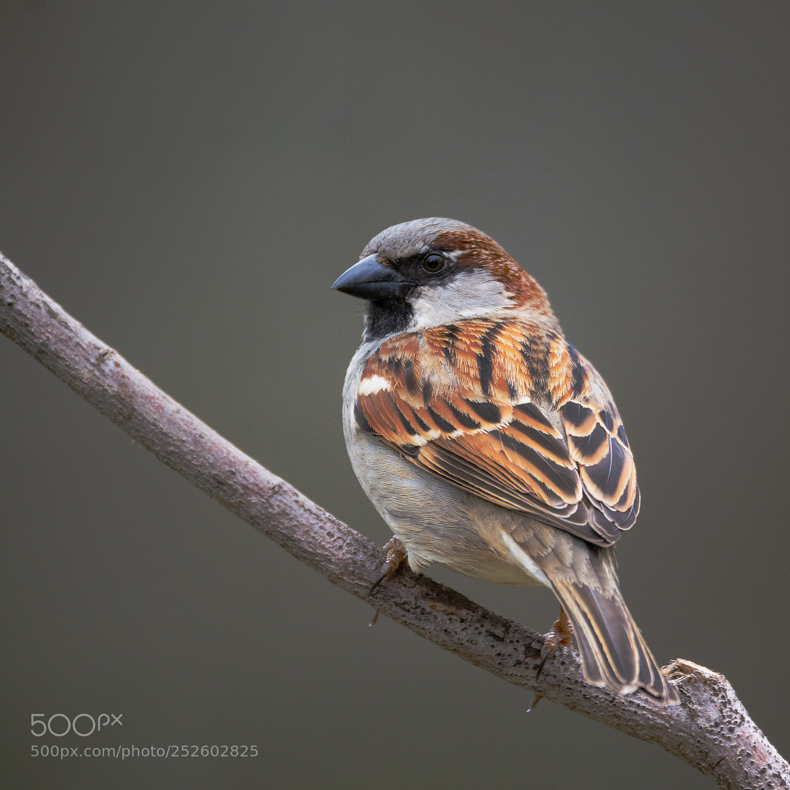 Nikon D7100 sample photo. Passer domesticus photography