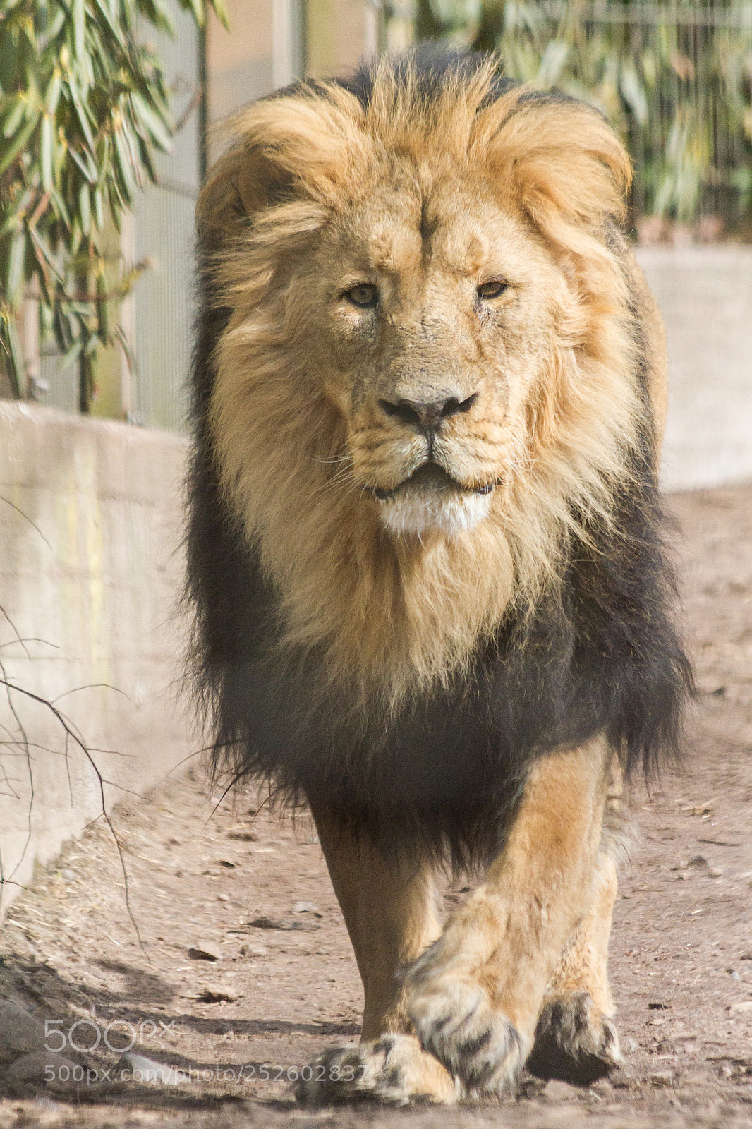 Canon EOS 7D sample photo. His majesty photography