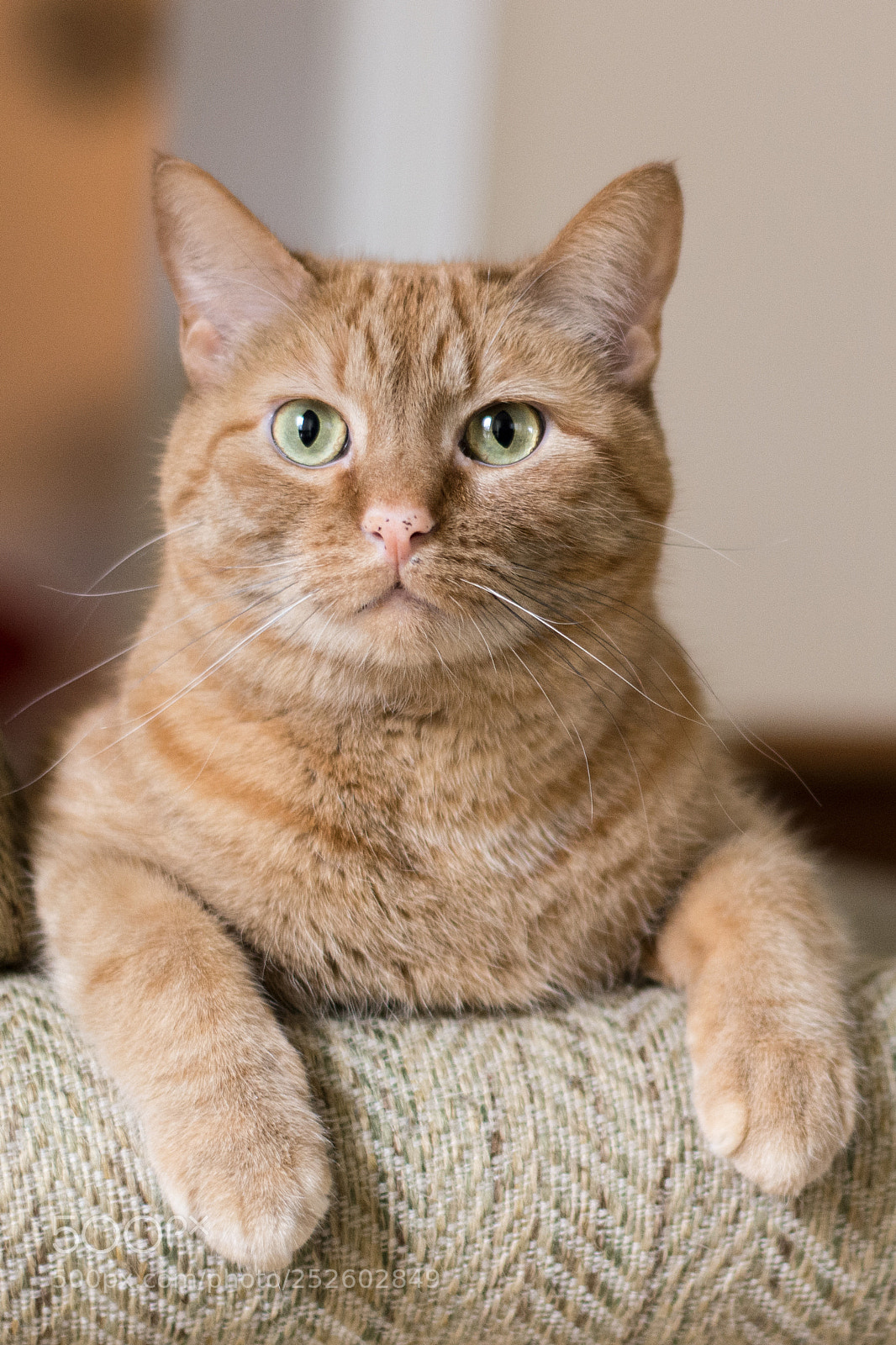 Nikon D7100 sample photo. Scotch photography