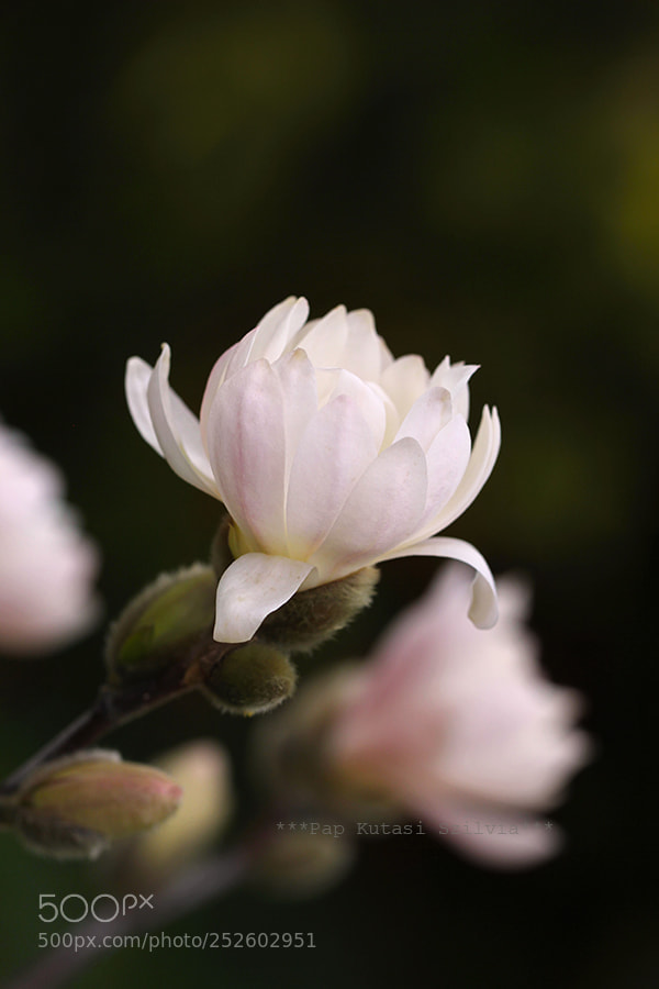 Canon EOS 60D sample photo. .... photography