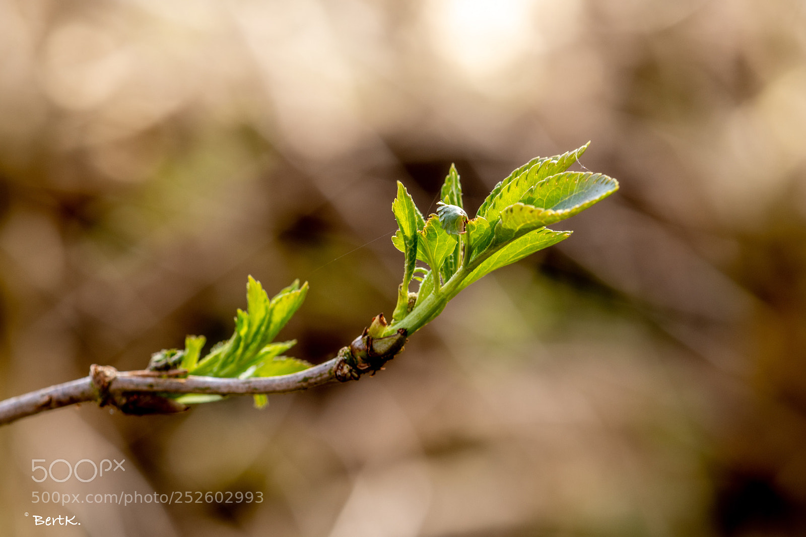 Nikon D500 sample photo. Spring photography