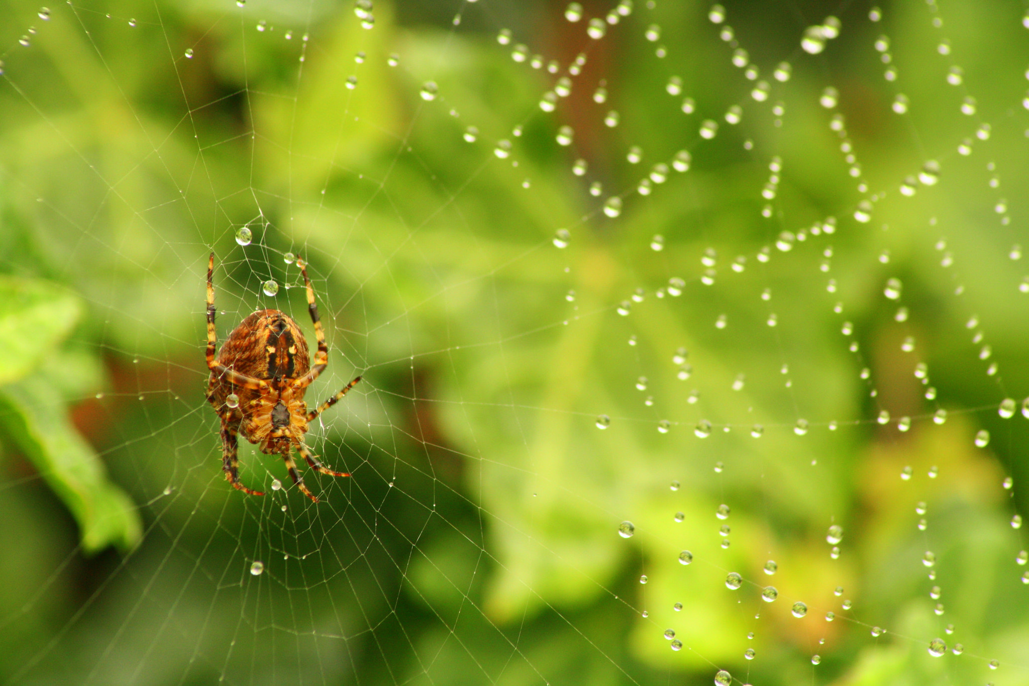 Canon EOS 1000D (EOS Digital Rebel XS / EOS Kiss F) sample photo. Backyard spider, photography