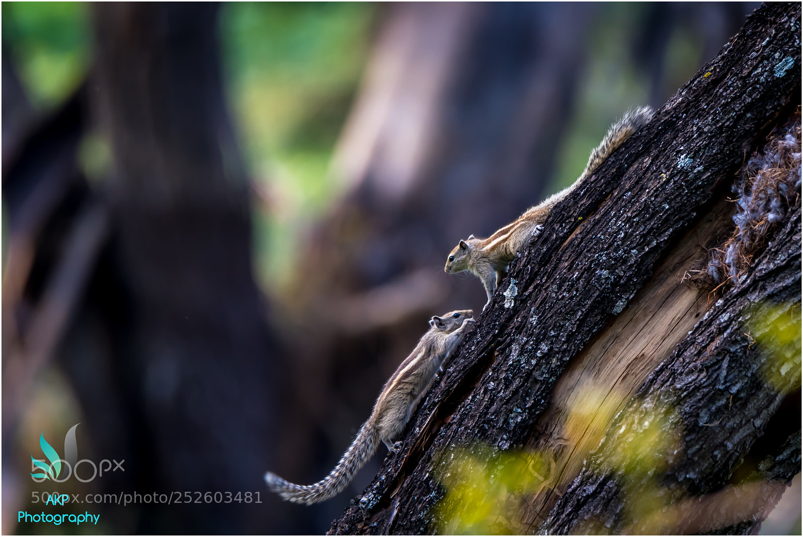 Nikon D500 sample photo. Playful photography