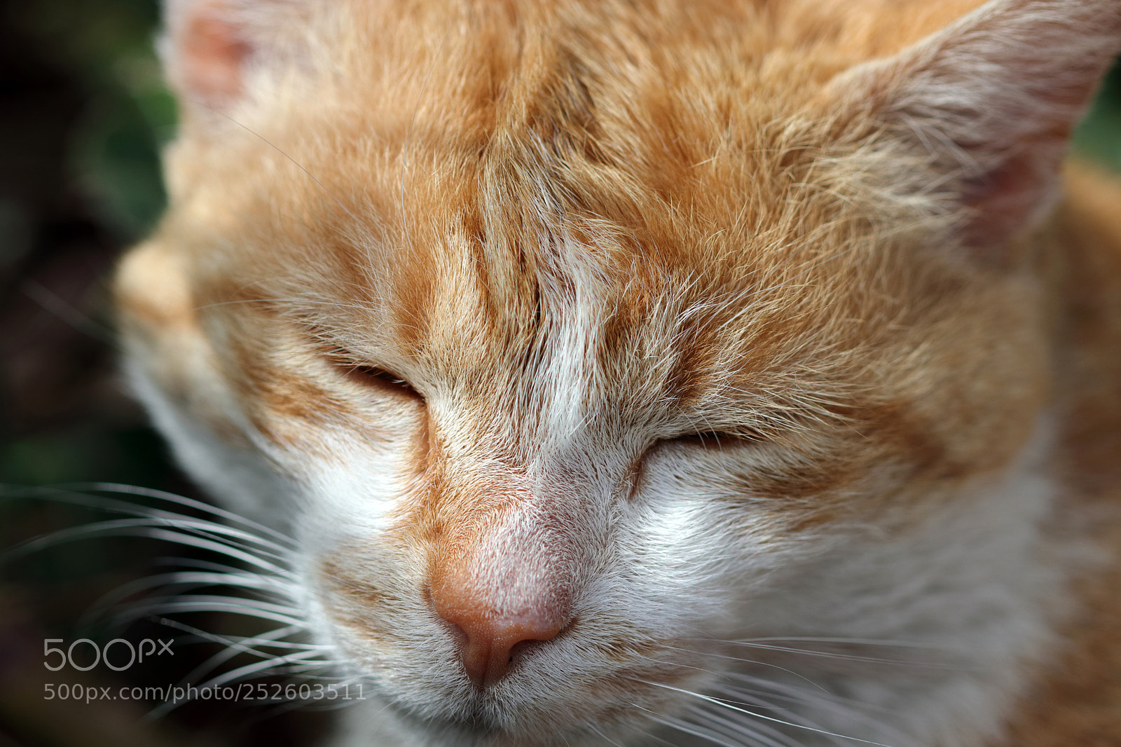 Canon EOS 80D sample photo. City cat photography