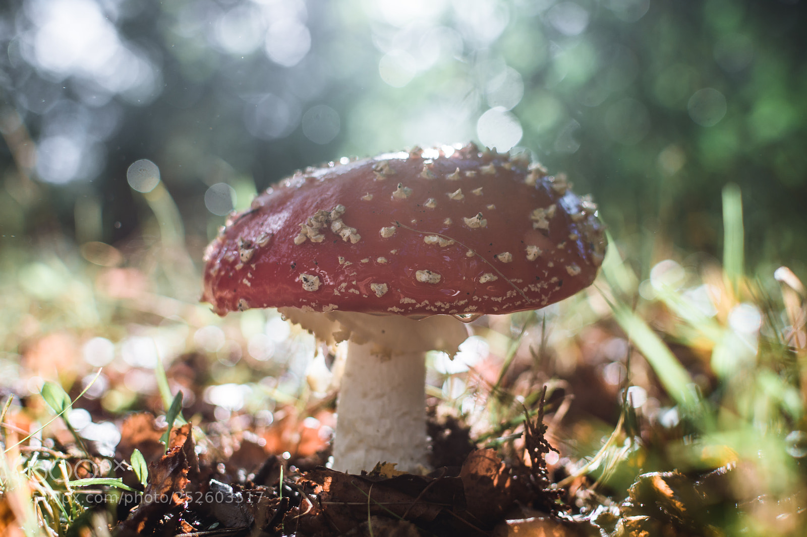 Nikon D7200 sample photo. Amanita muscaria photography