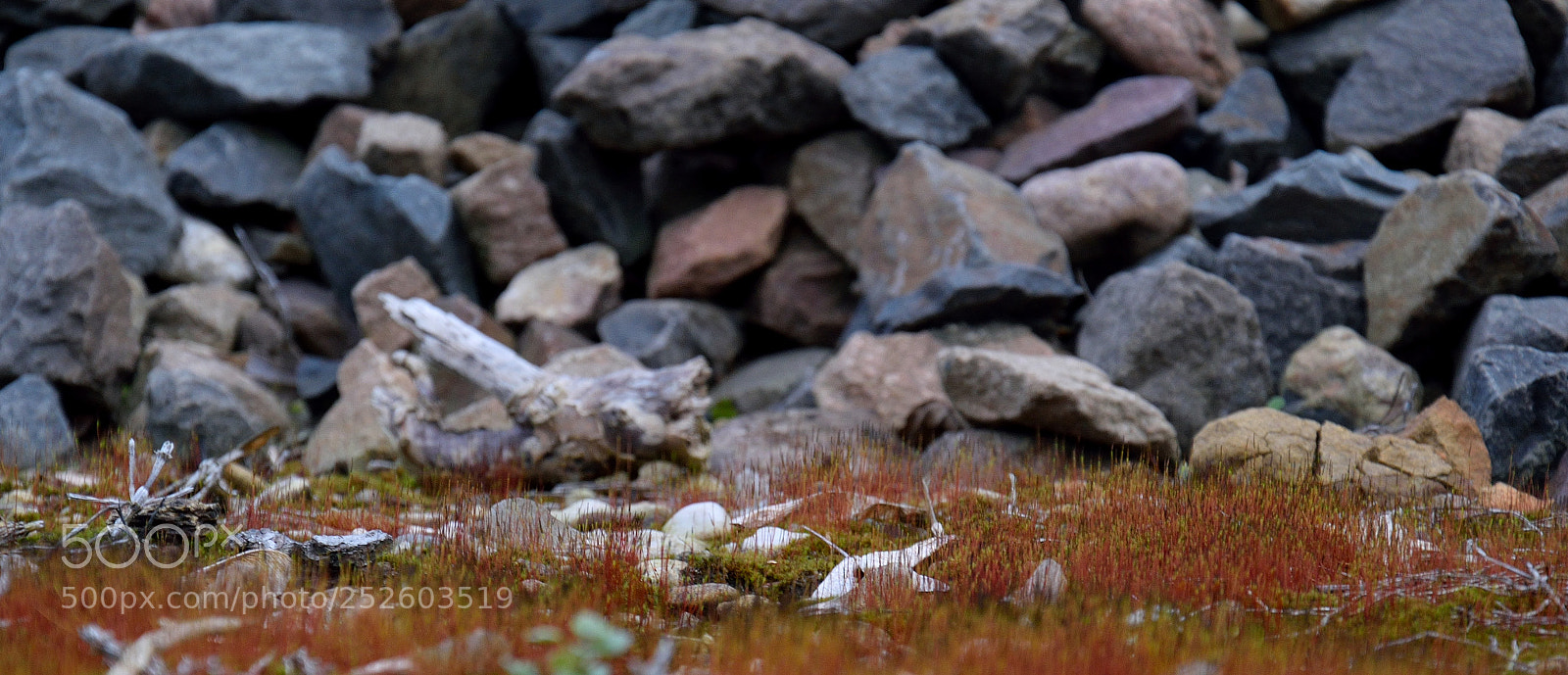 Nikon D3300 sample photo. Mossy country photography