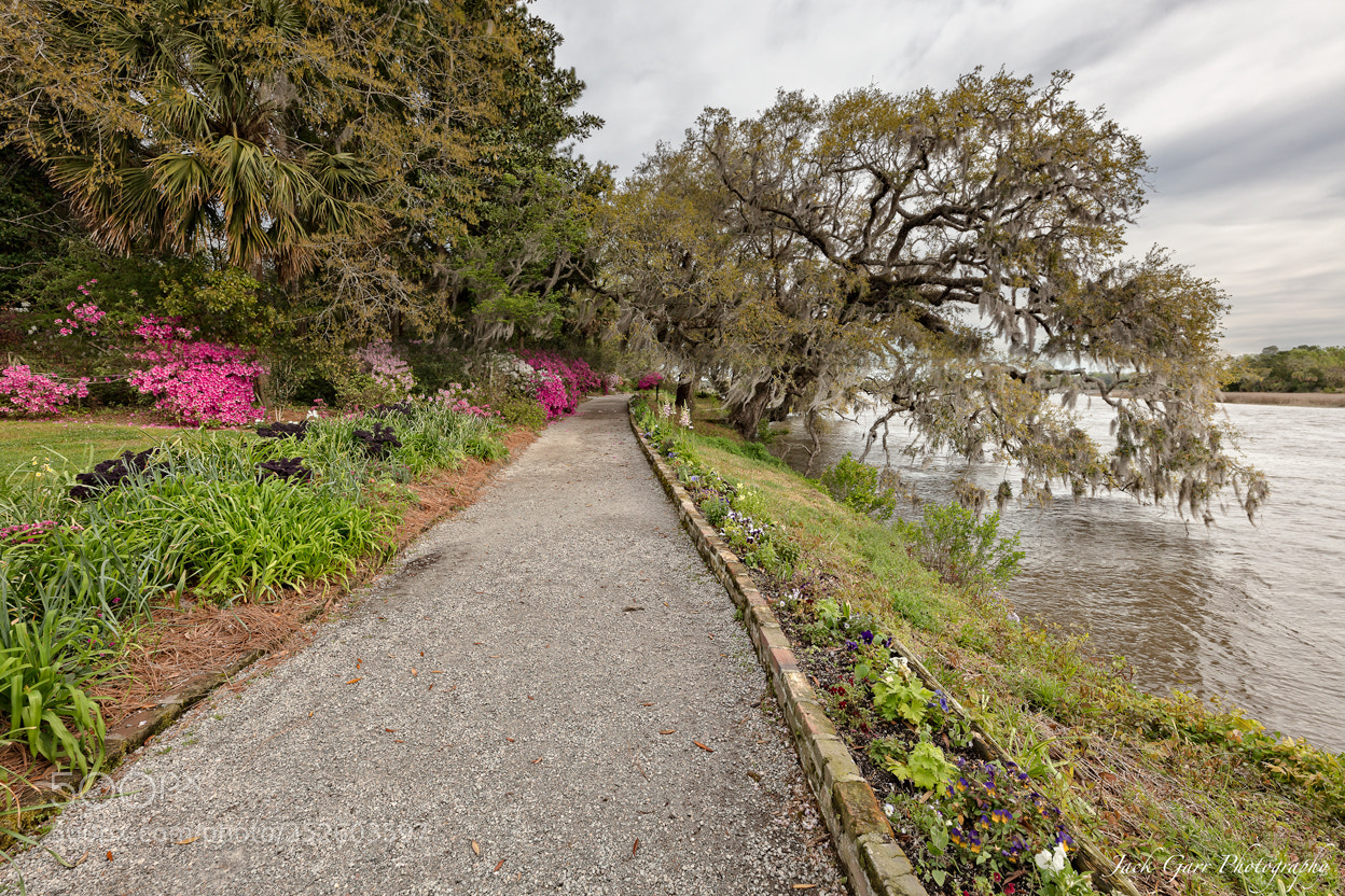 Canon EOS 5DS sample photo. Ashley river path magnolia photography