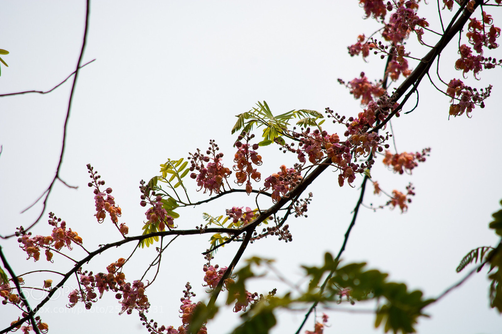 Nikon D7100 sample photo. Untitled photography