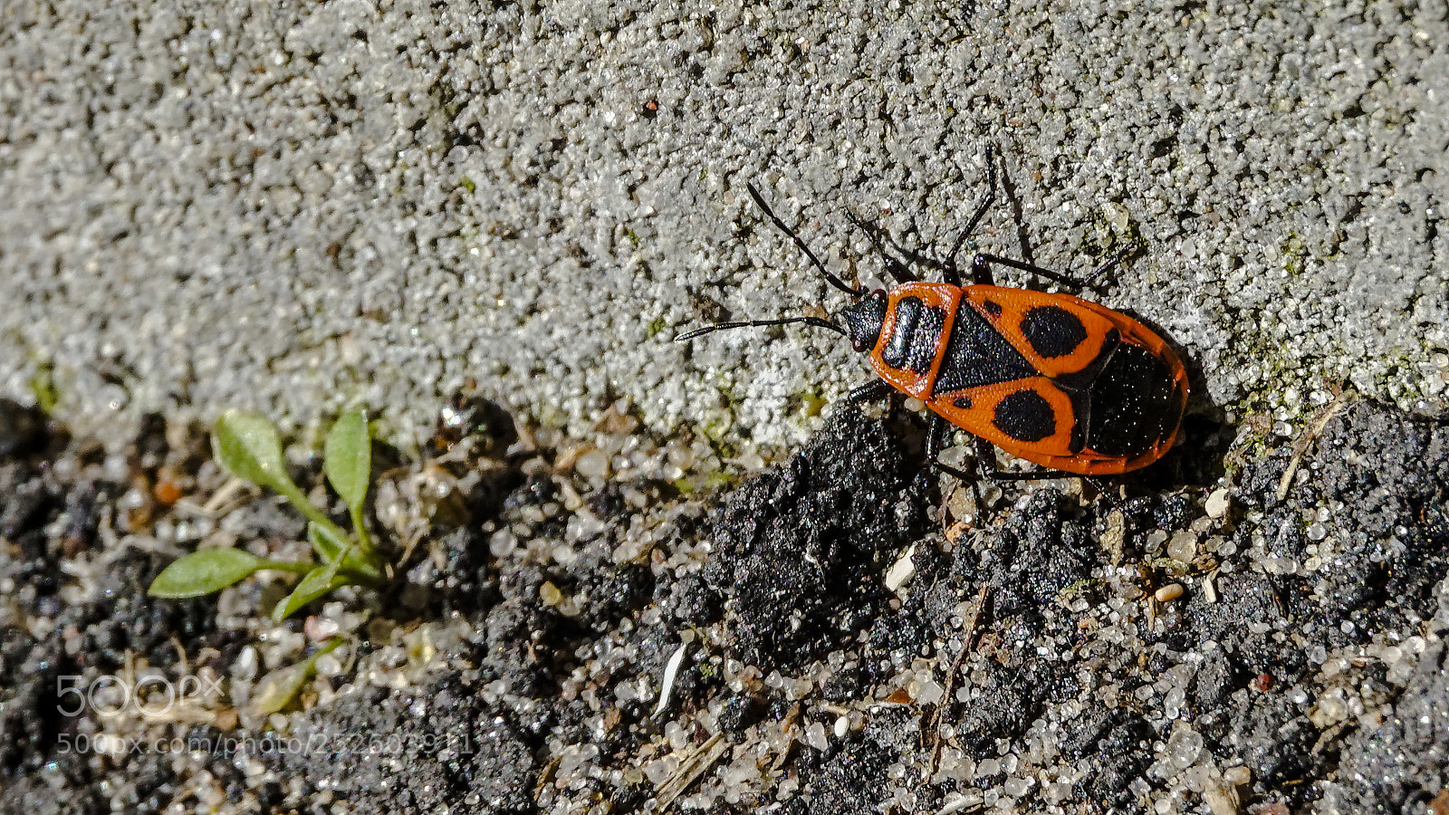 Sony Alpha a5000 (ILCE 5000) sample photo. Bug photography