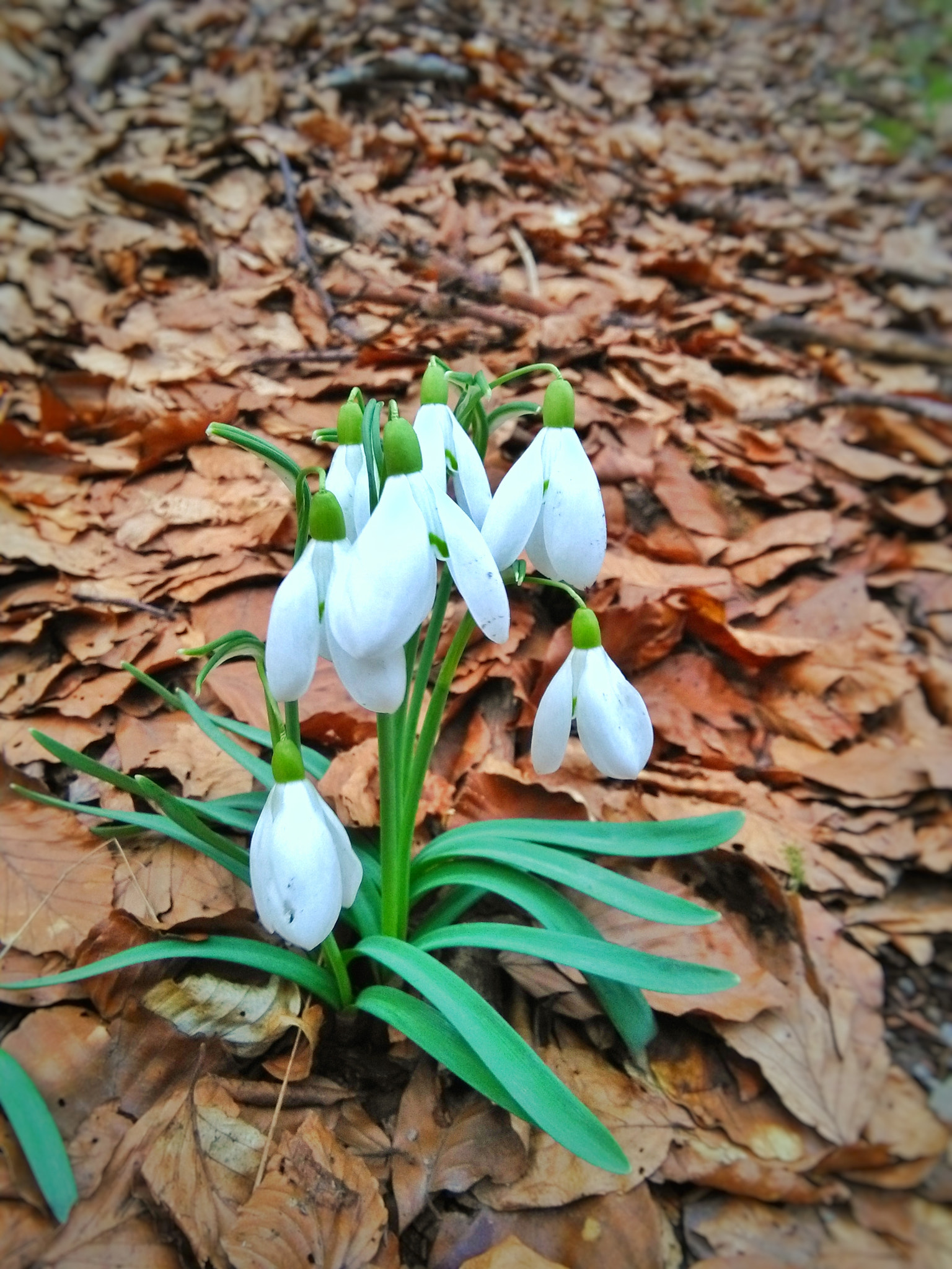 HUAWEI Y6 sample photo