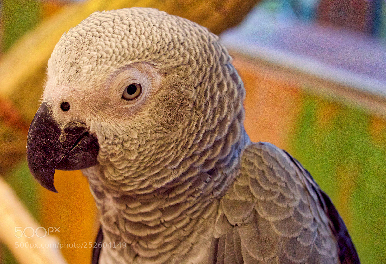 Panasonic Lumix DMC-GX8 sample photo. Are you kidding me? photography