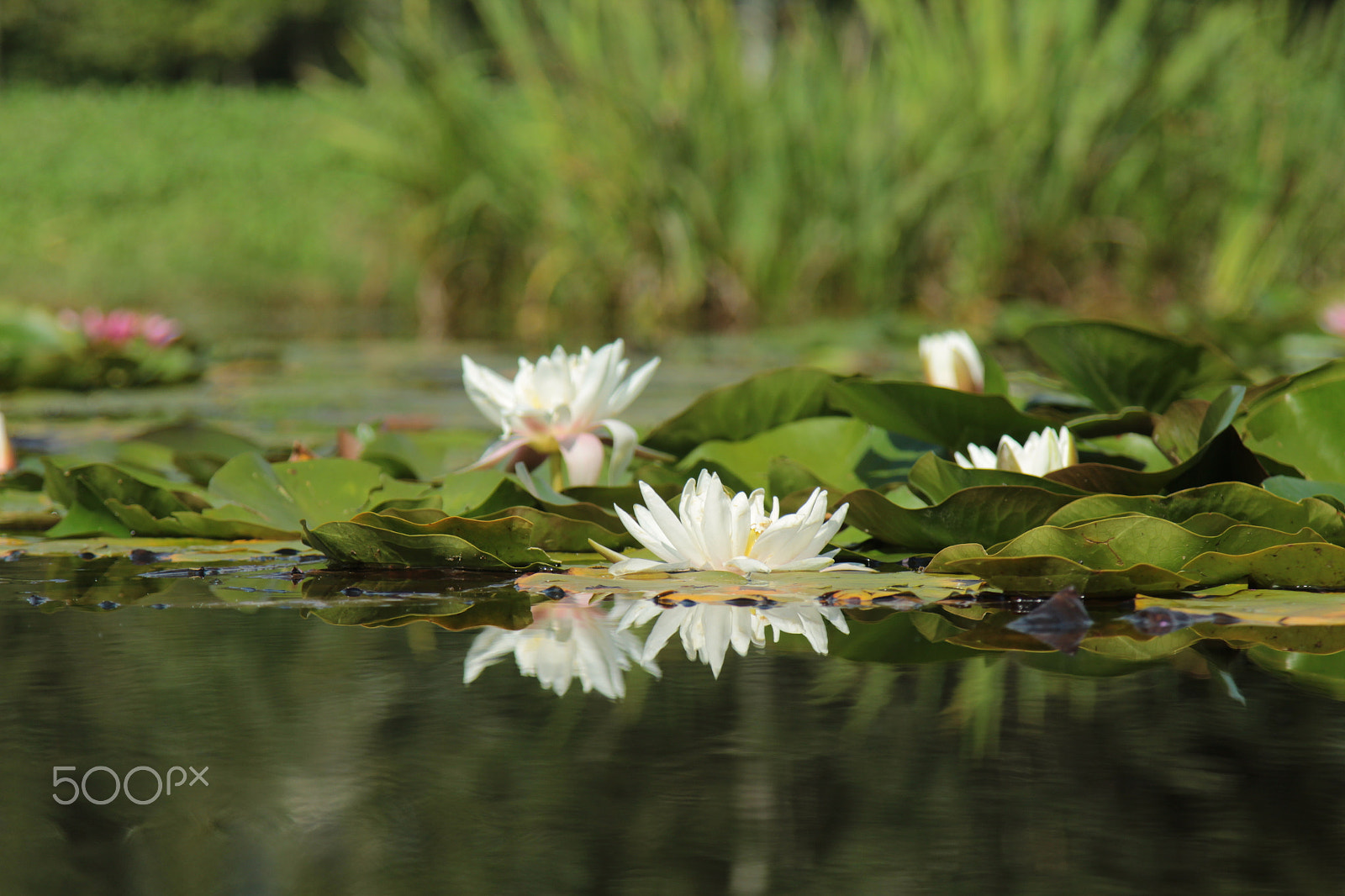 Canon EOS 1200D (EOS Rebel T5 / EOS Kiss X70 / EOS Hi) + Canon EF 24-105mm F4L IS USM sample photo. White water lily photography