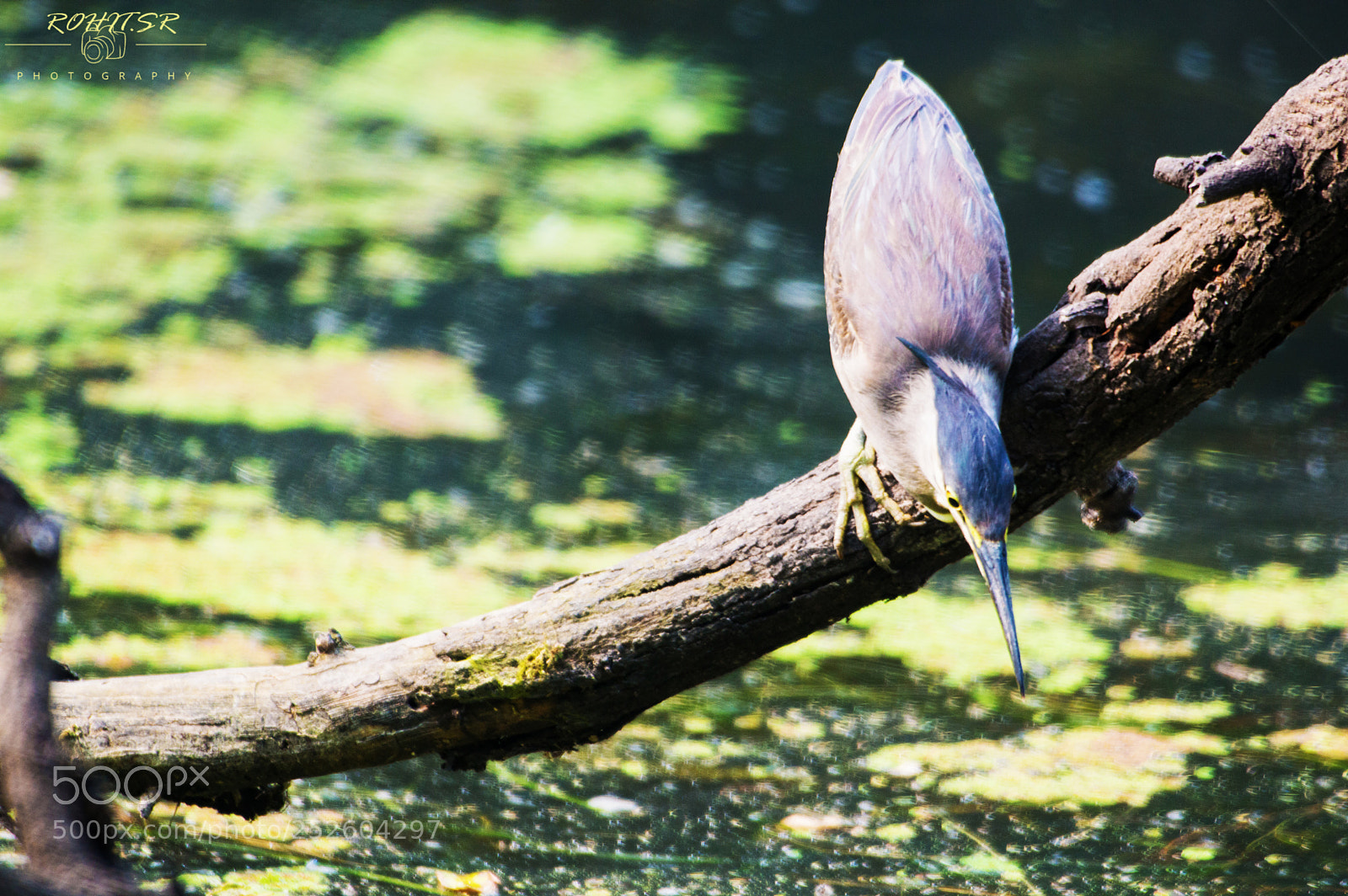 Nikon D3200 sample photo. Bittern photography