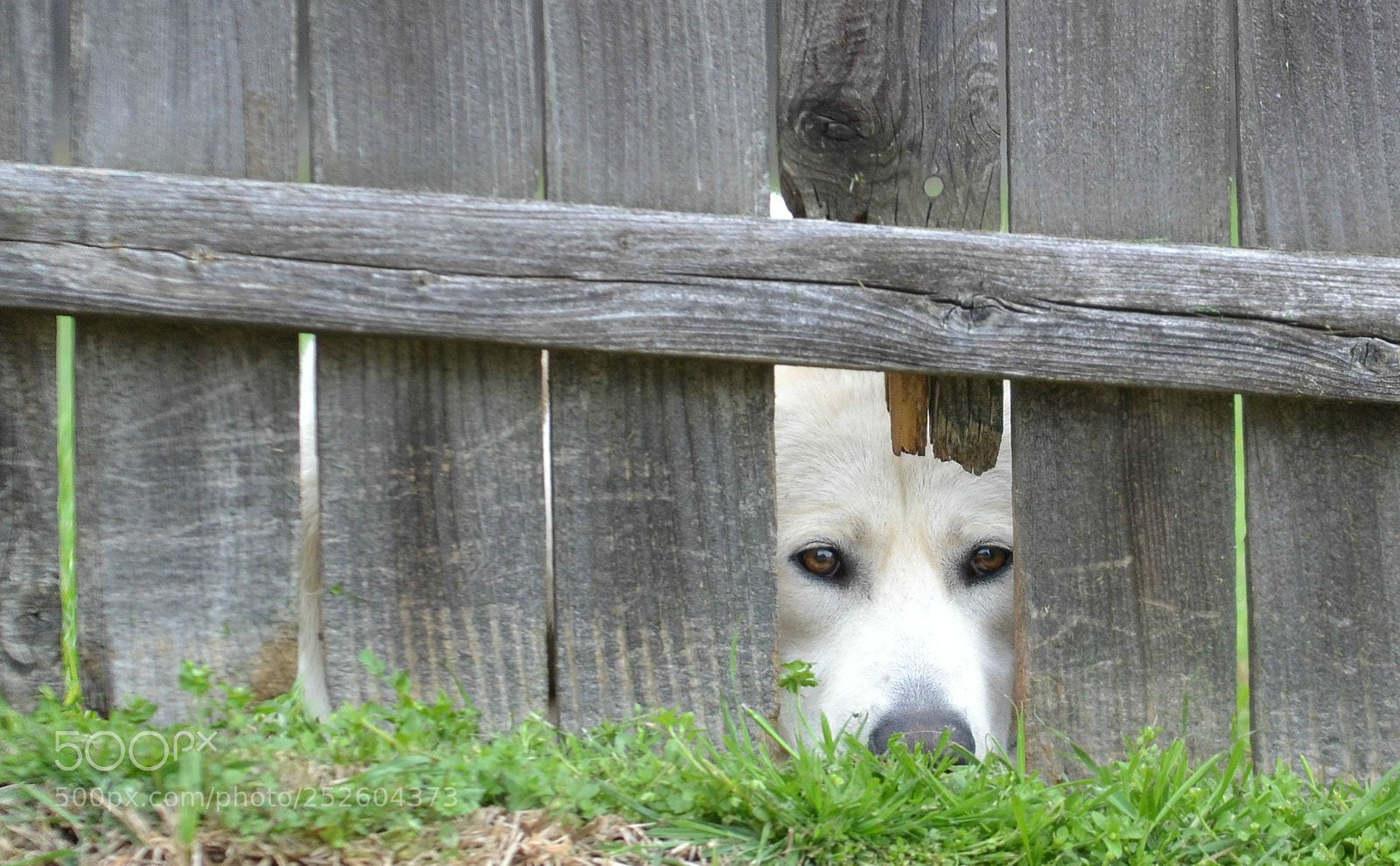 Nikon D3100 sample photo. People watcher photography