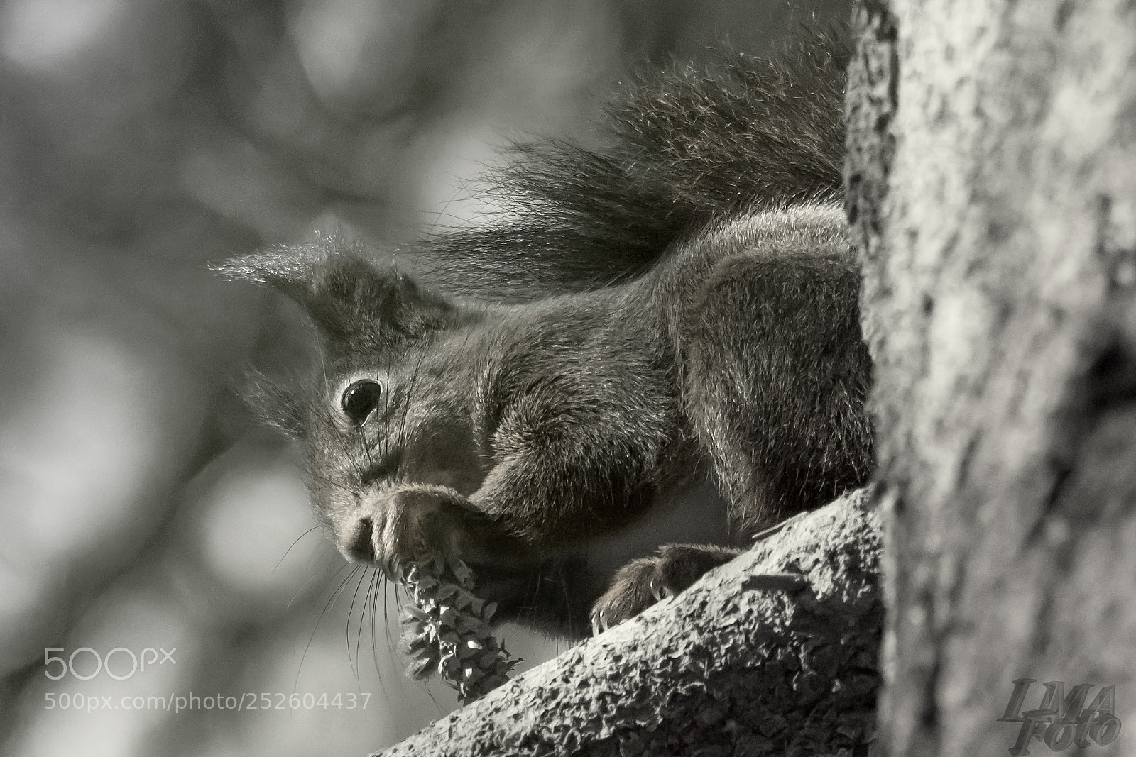 Nikon D500 sample photo. Squirrel photography