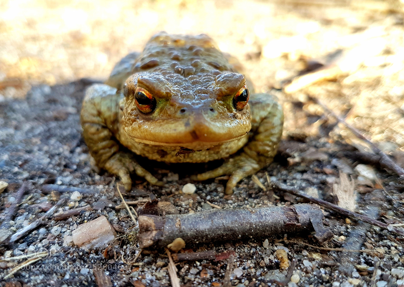 Samsung Galaxy S7 Edge sample photo. The frog photography
