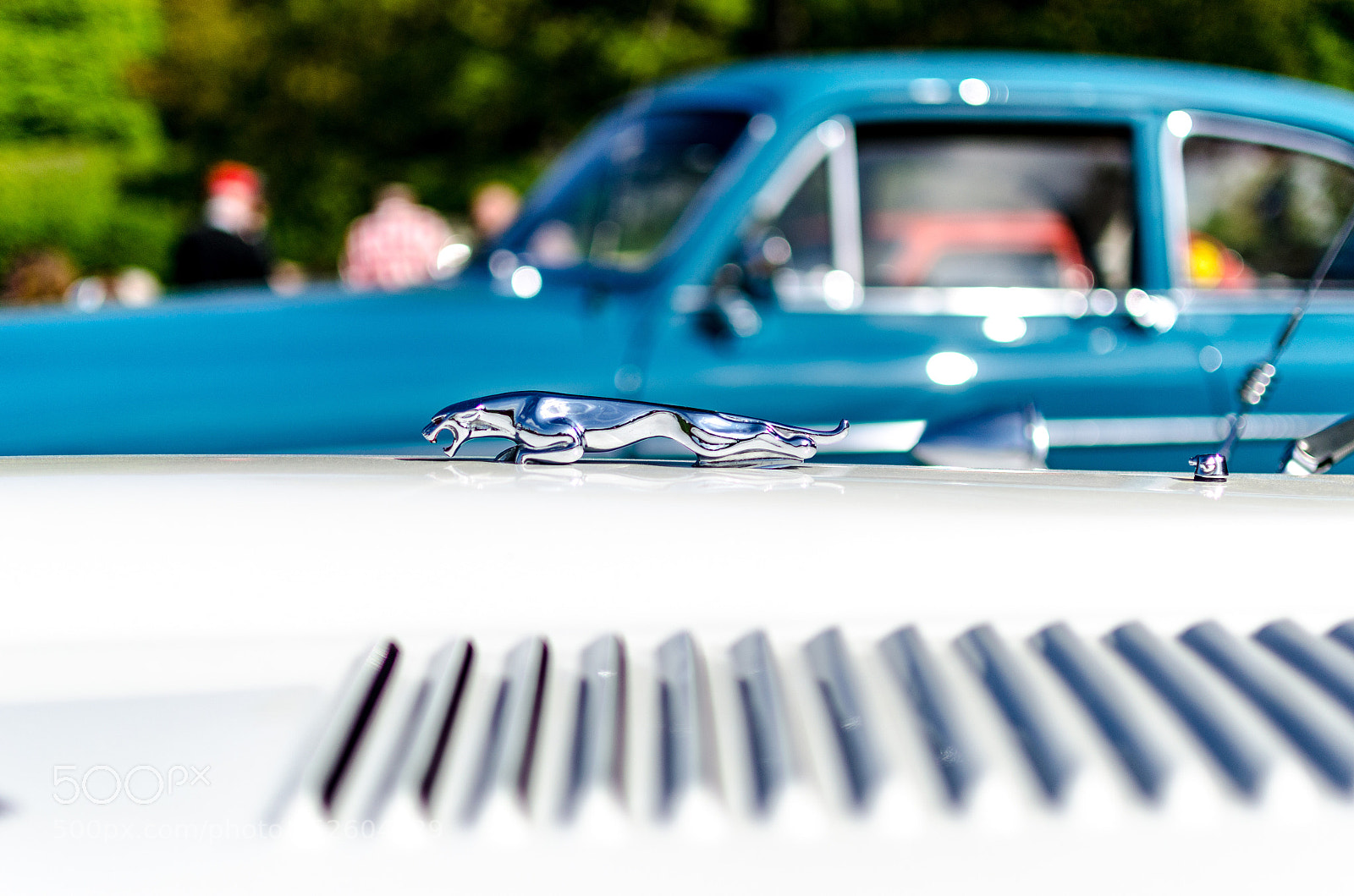 Nikon D7000 sample photo. Jaguar photography