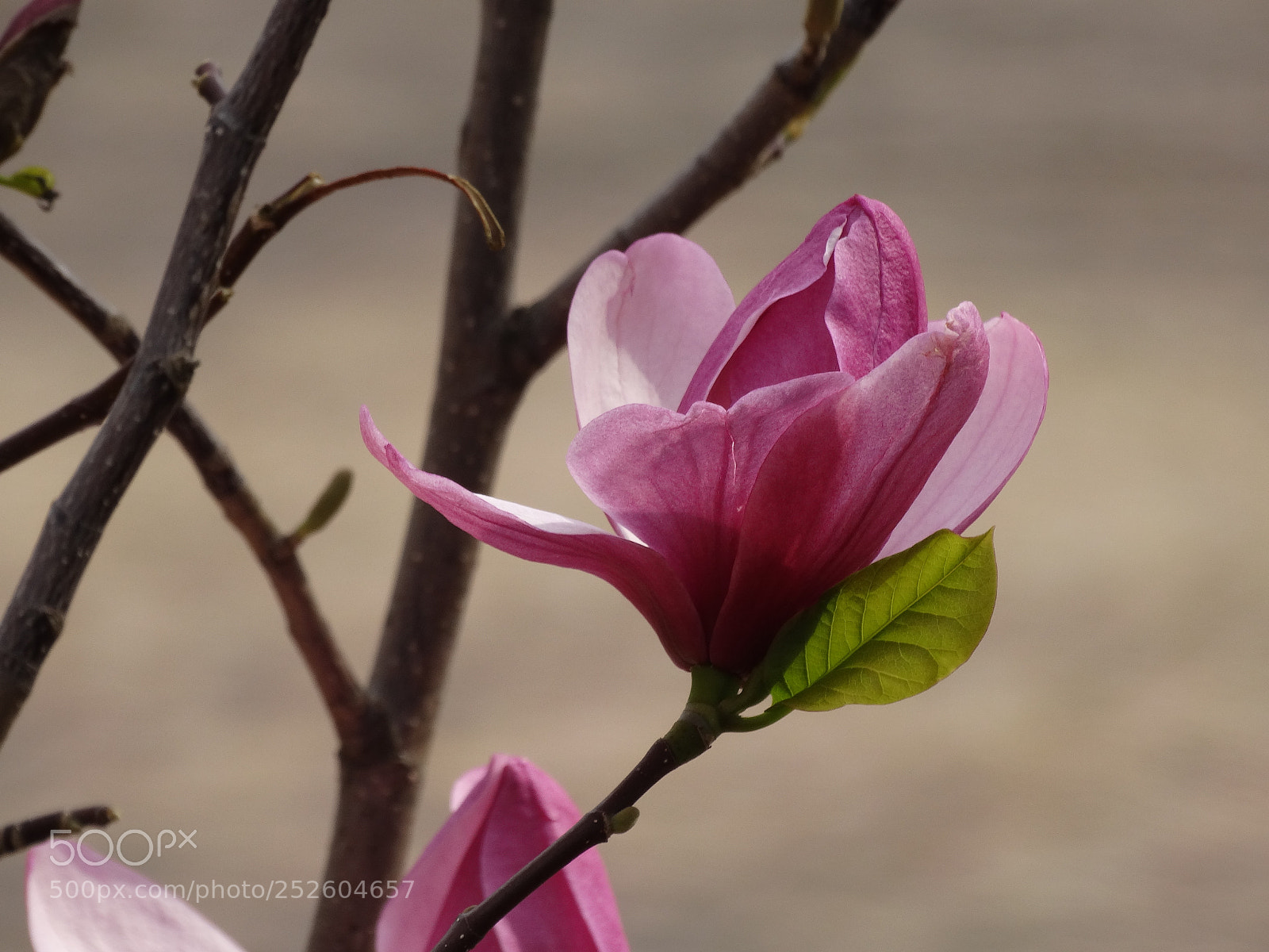 Sony Cyber-shot DSC-HX300 sample photo. Magnolia photography