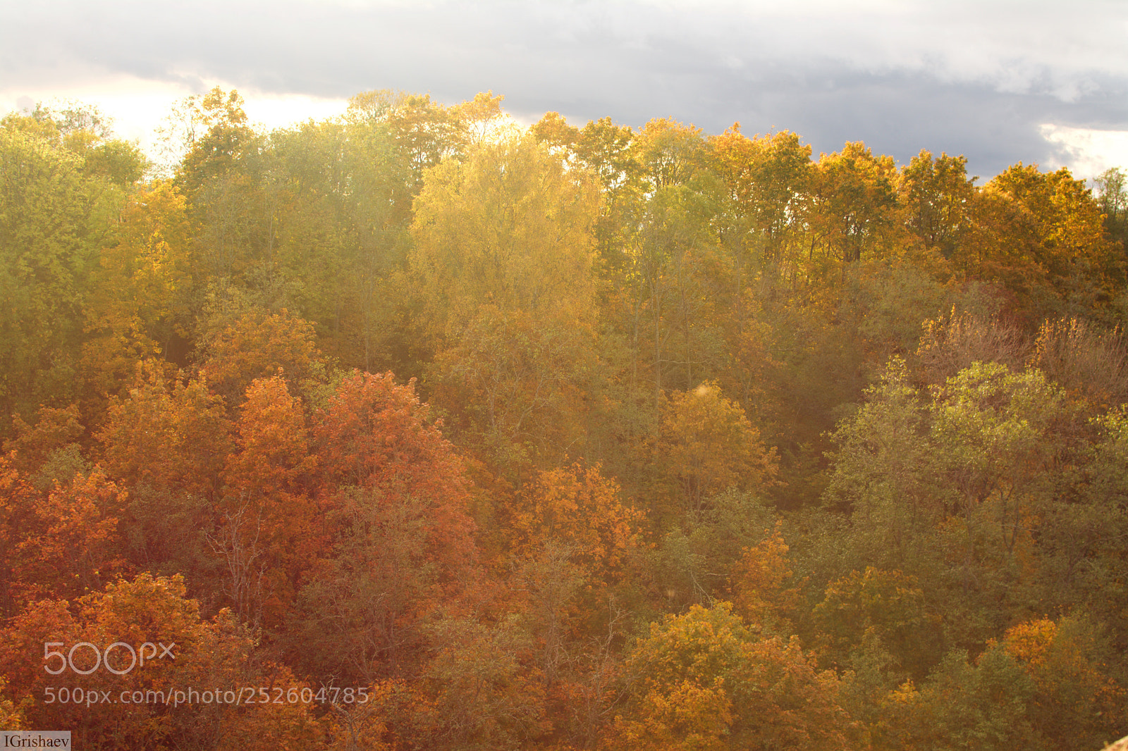 Nikon D7100 sample photo. Koporye fantasy forrest photography