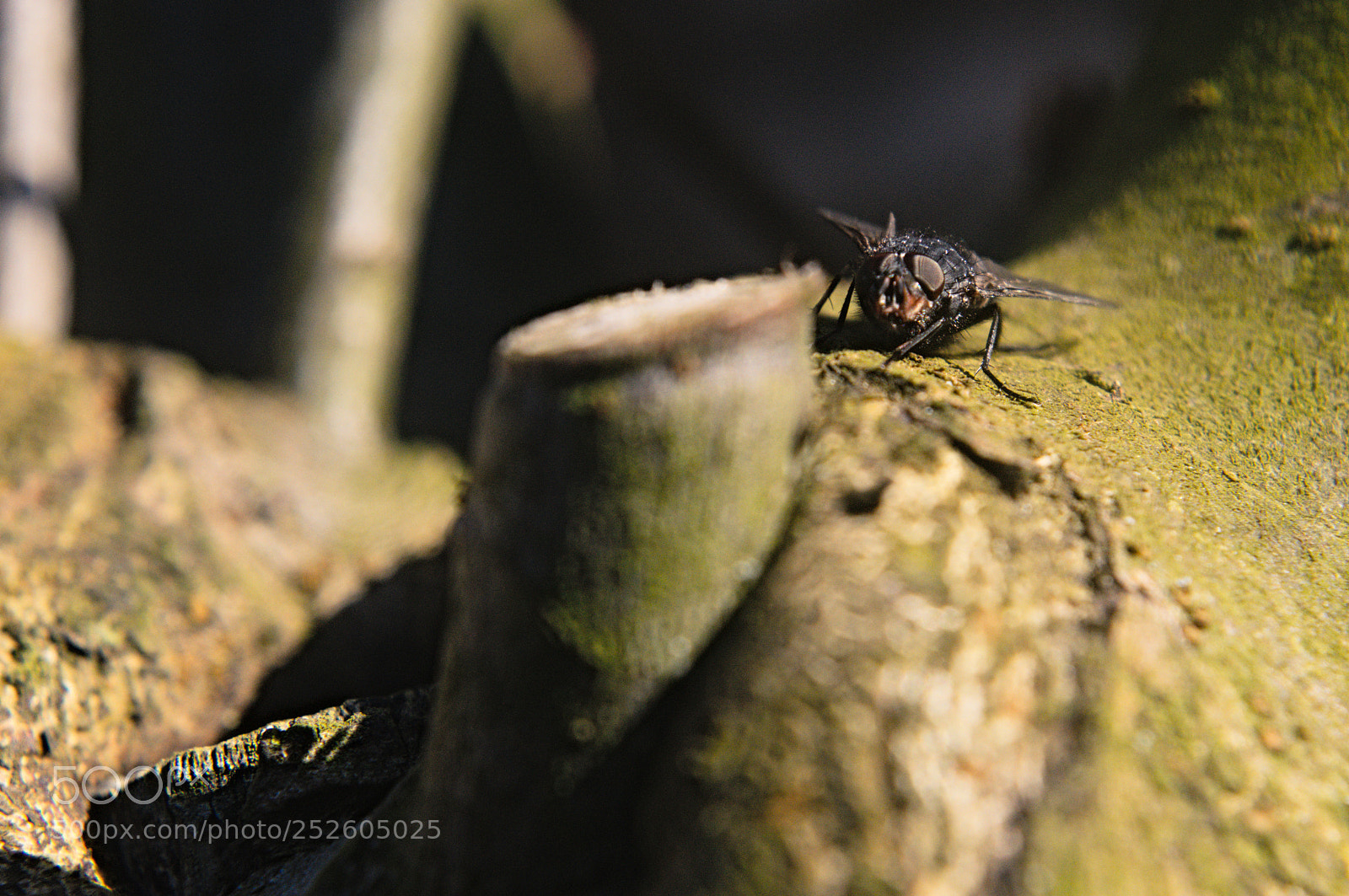 Nikon D3200 sample photo. Fly photography