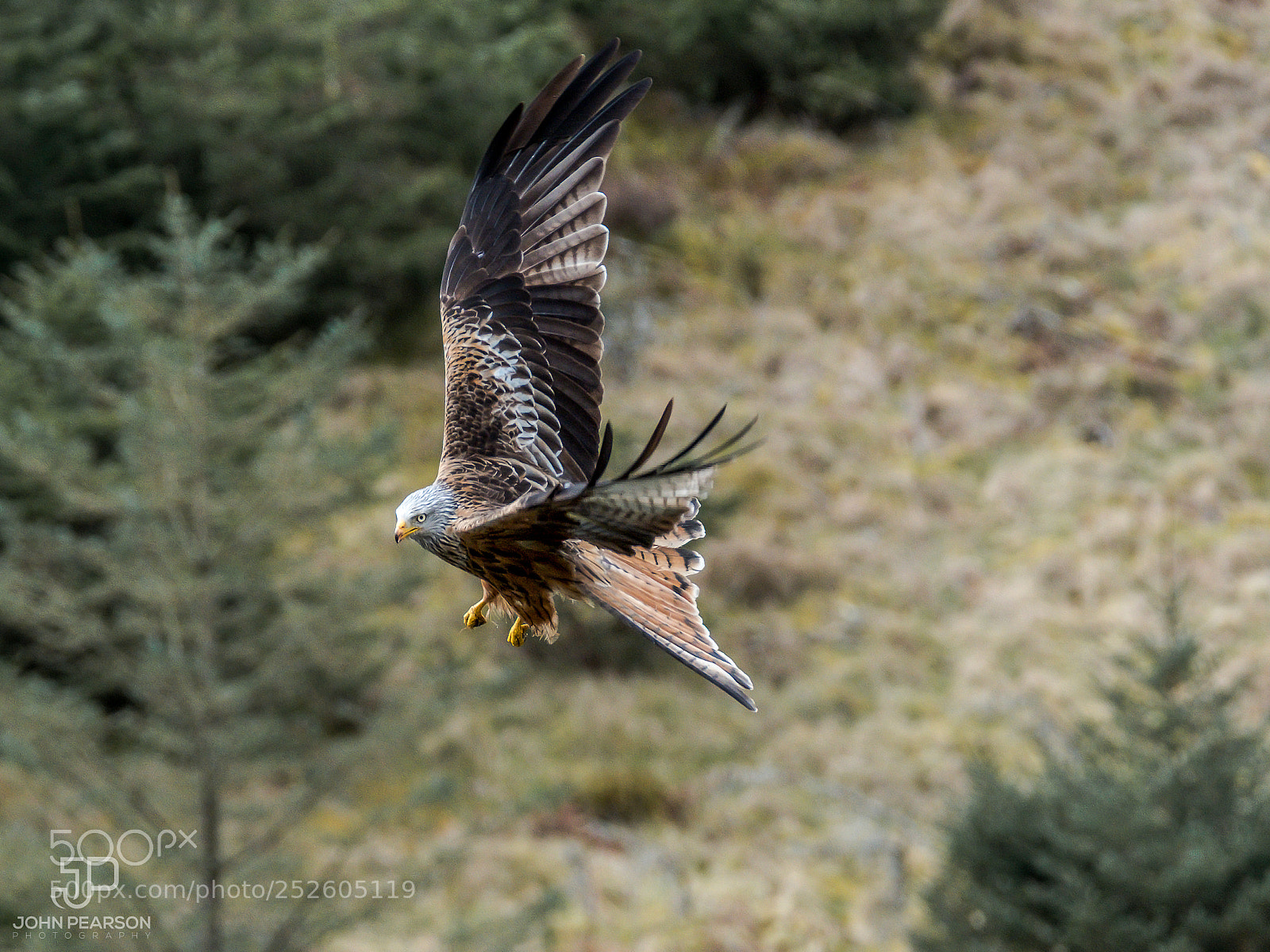 Fujifilm X-T2 sample photo. Red kite photography