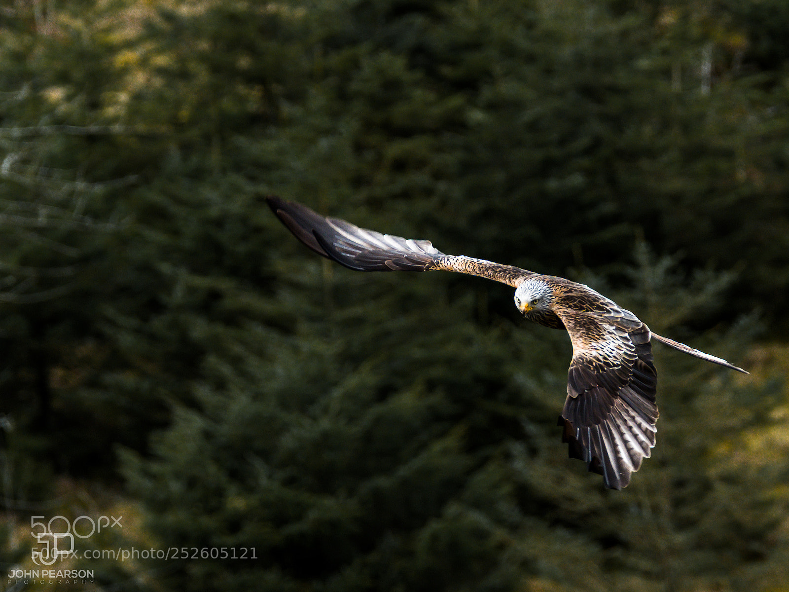 Fujifilm X-T2 sample photo. Red kite photography
