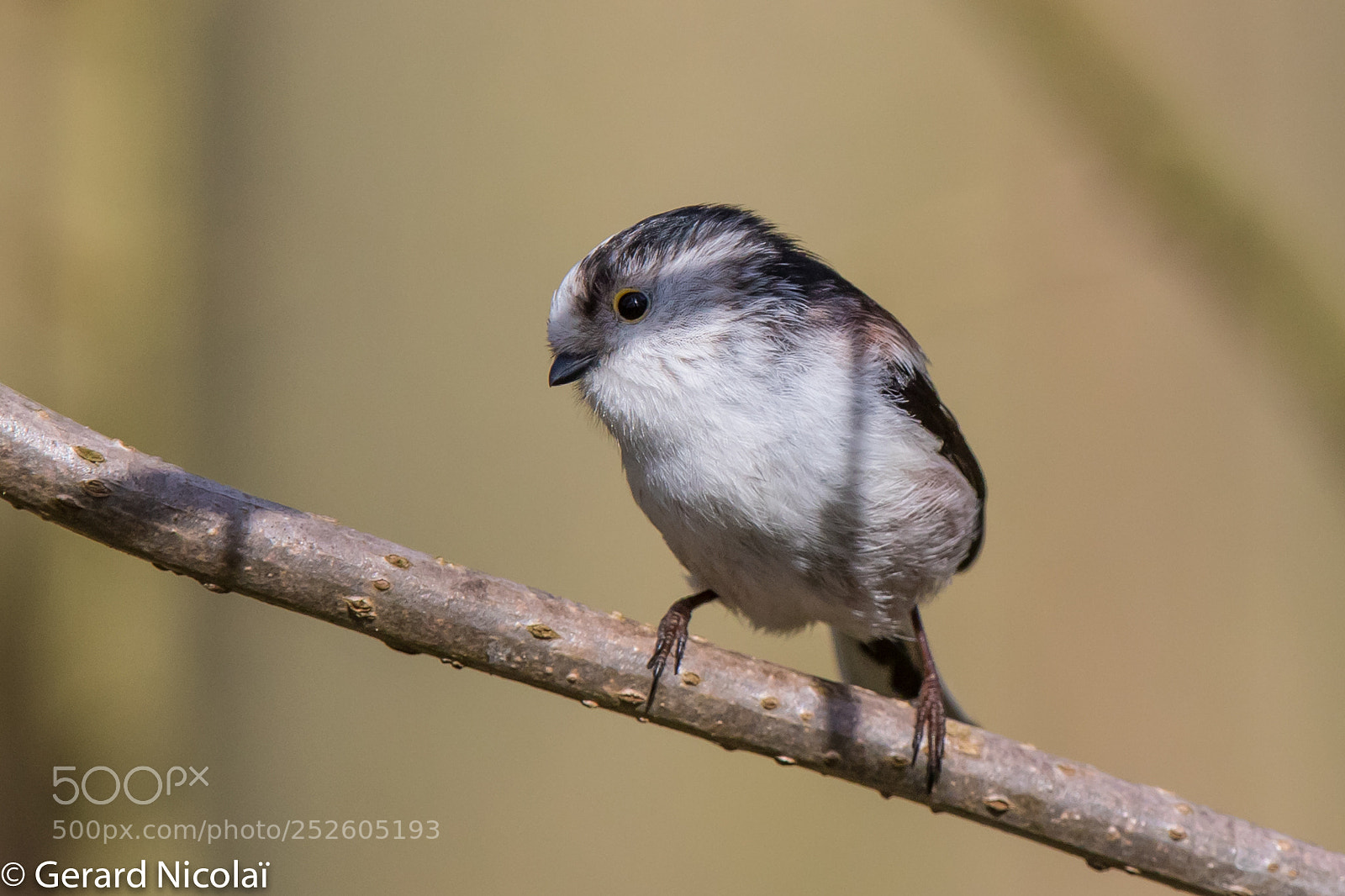 Canon EOS 7D Mark II sample photo. Long-tailed tit photography