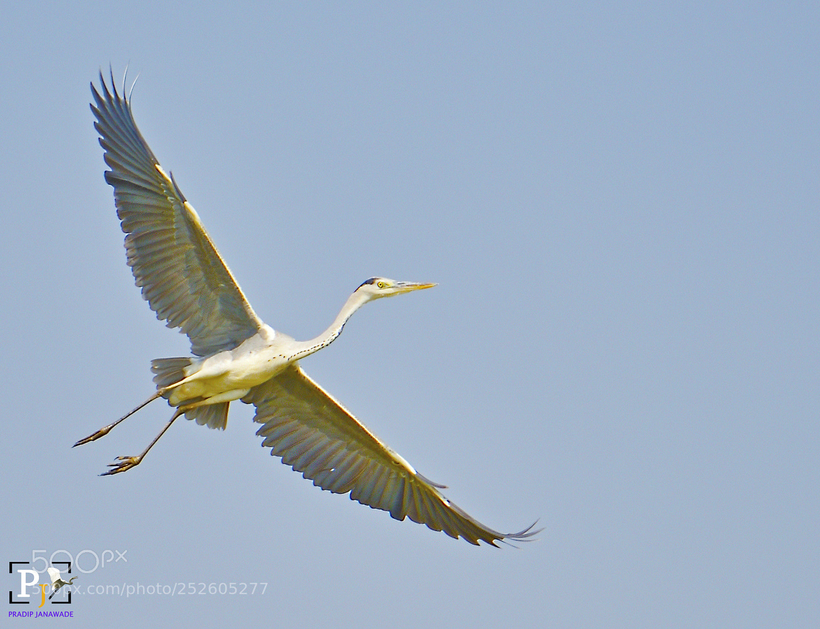 Nikon D810 sample photo. Great egret photography