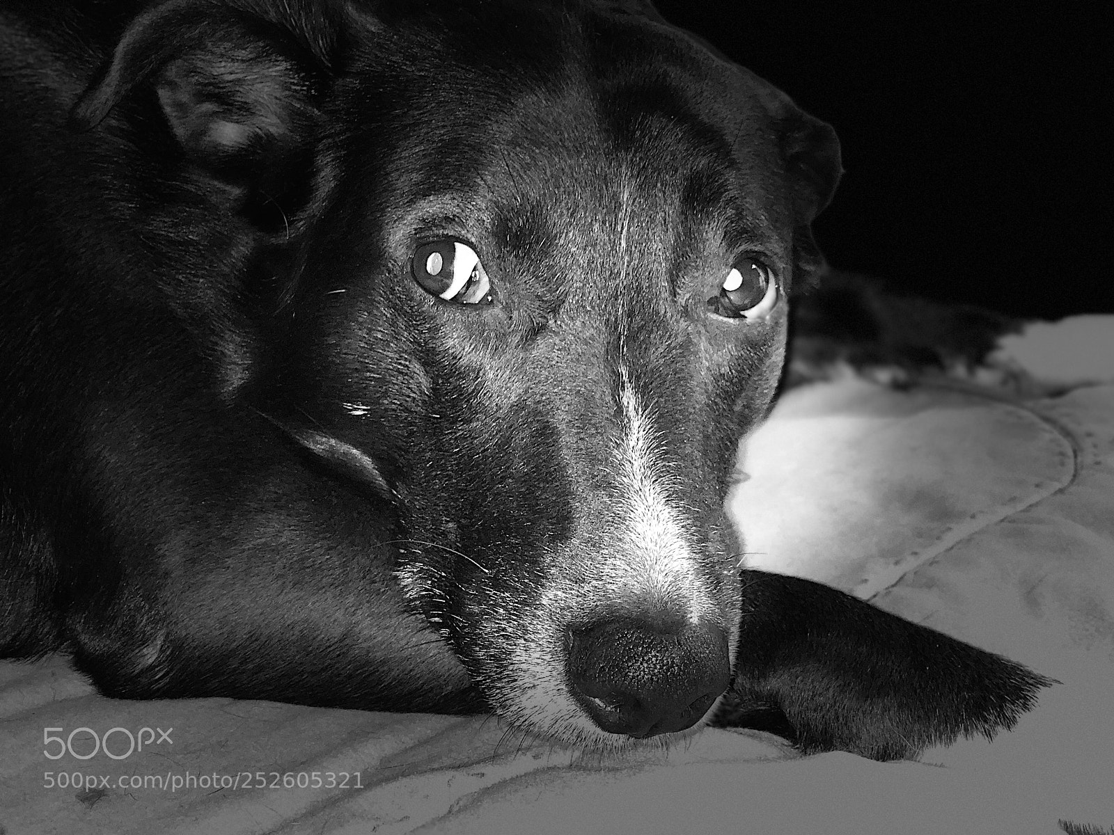 Apple iPhone X sample photo. Mi dog bruno photography