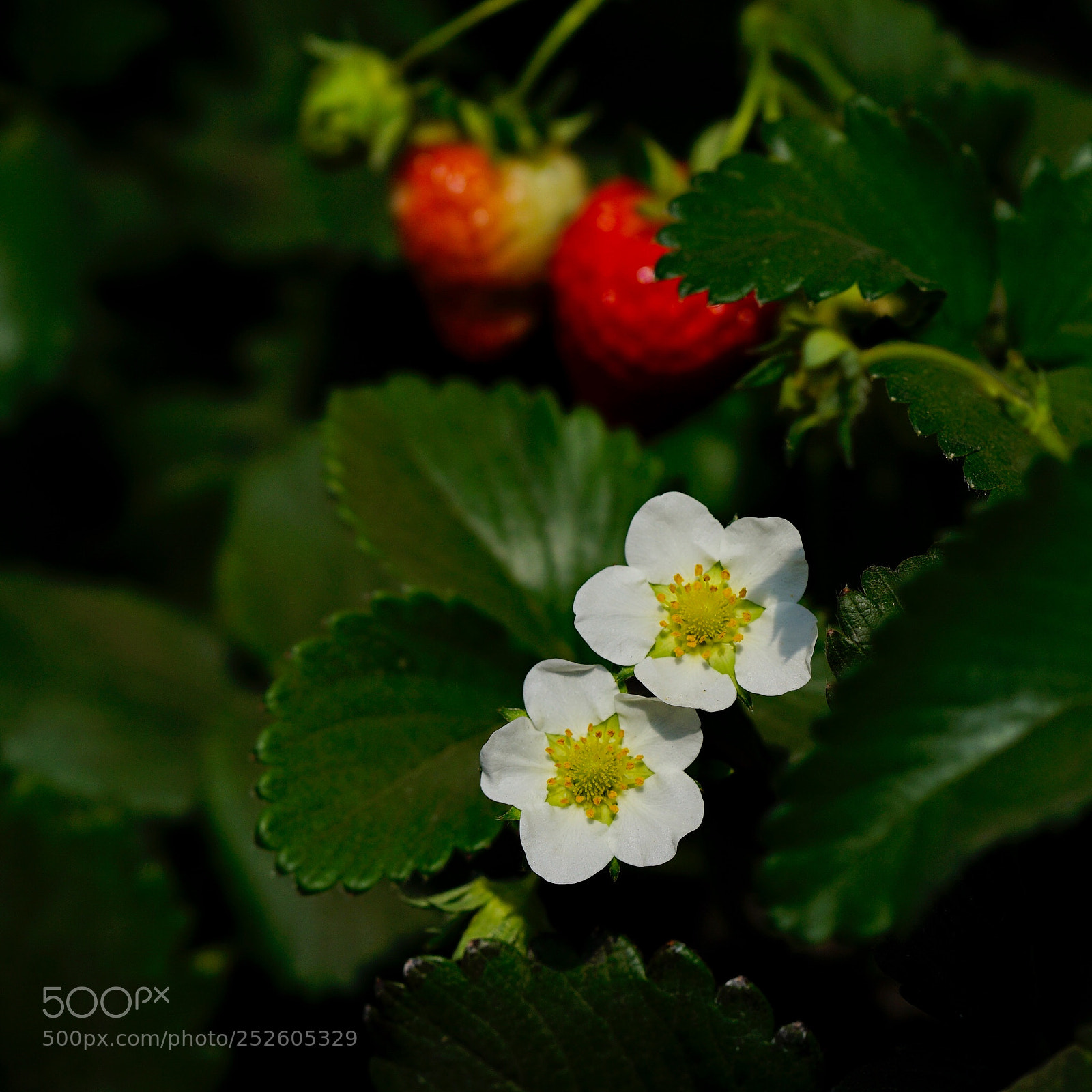 Sony a7 II sample photo. 草莓 photography