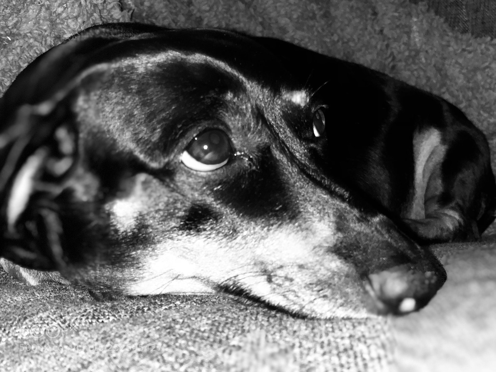 Apple iPhone X sample photo. My dog sophie photography