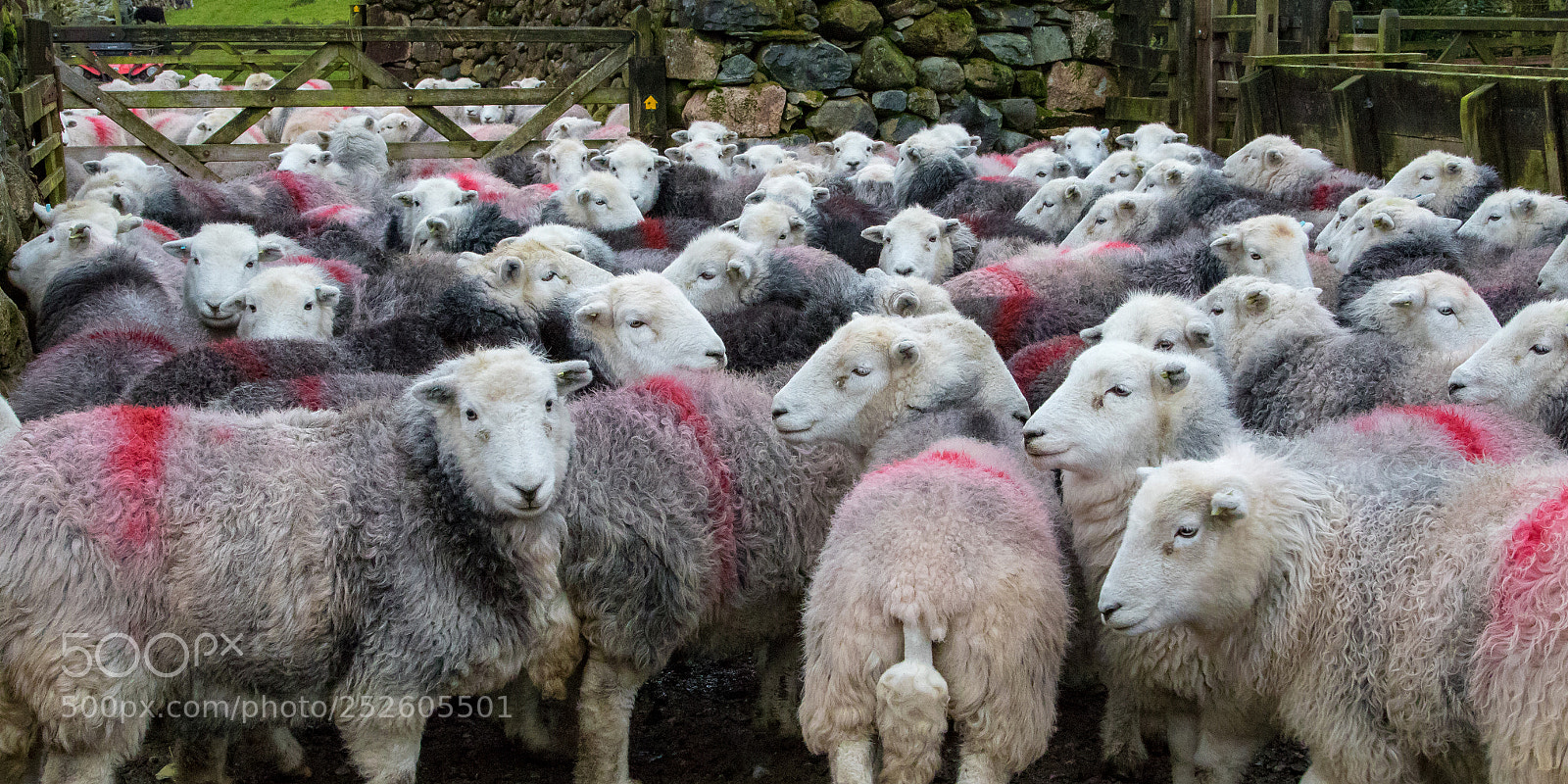 Canon EOS 7D Mark II sample photo. Herdwick sheep photography
