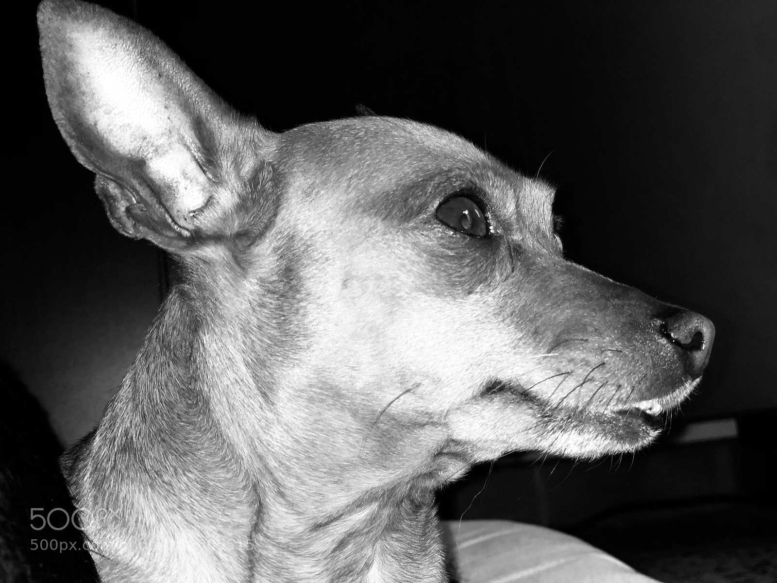 Apple iPhone X sample photo. My dog chupito photography