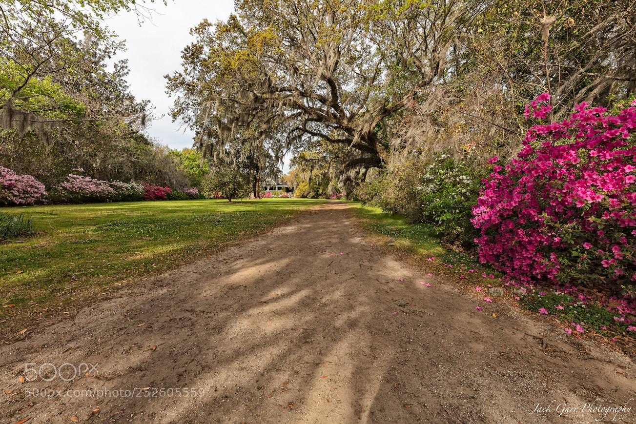Canon EOS 5DS sample photo. Magnolia plantation & gardens house photography