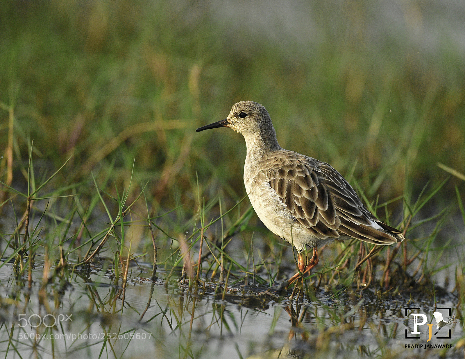 Nikon D5 sample photo. Ruff, photography
