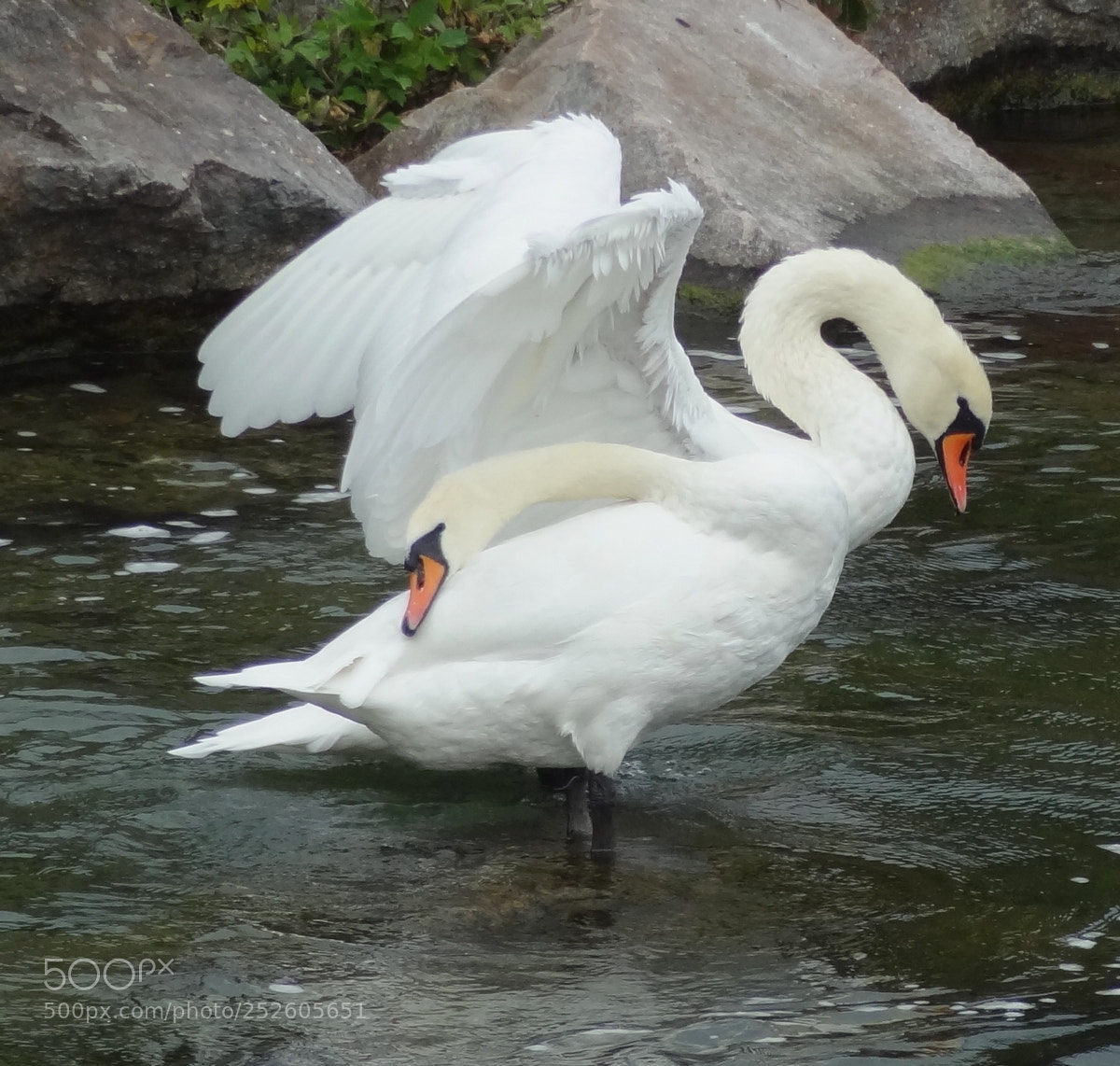 Sony Cyber-shot DSC-HX9V sample photo. Two headed swan photography