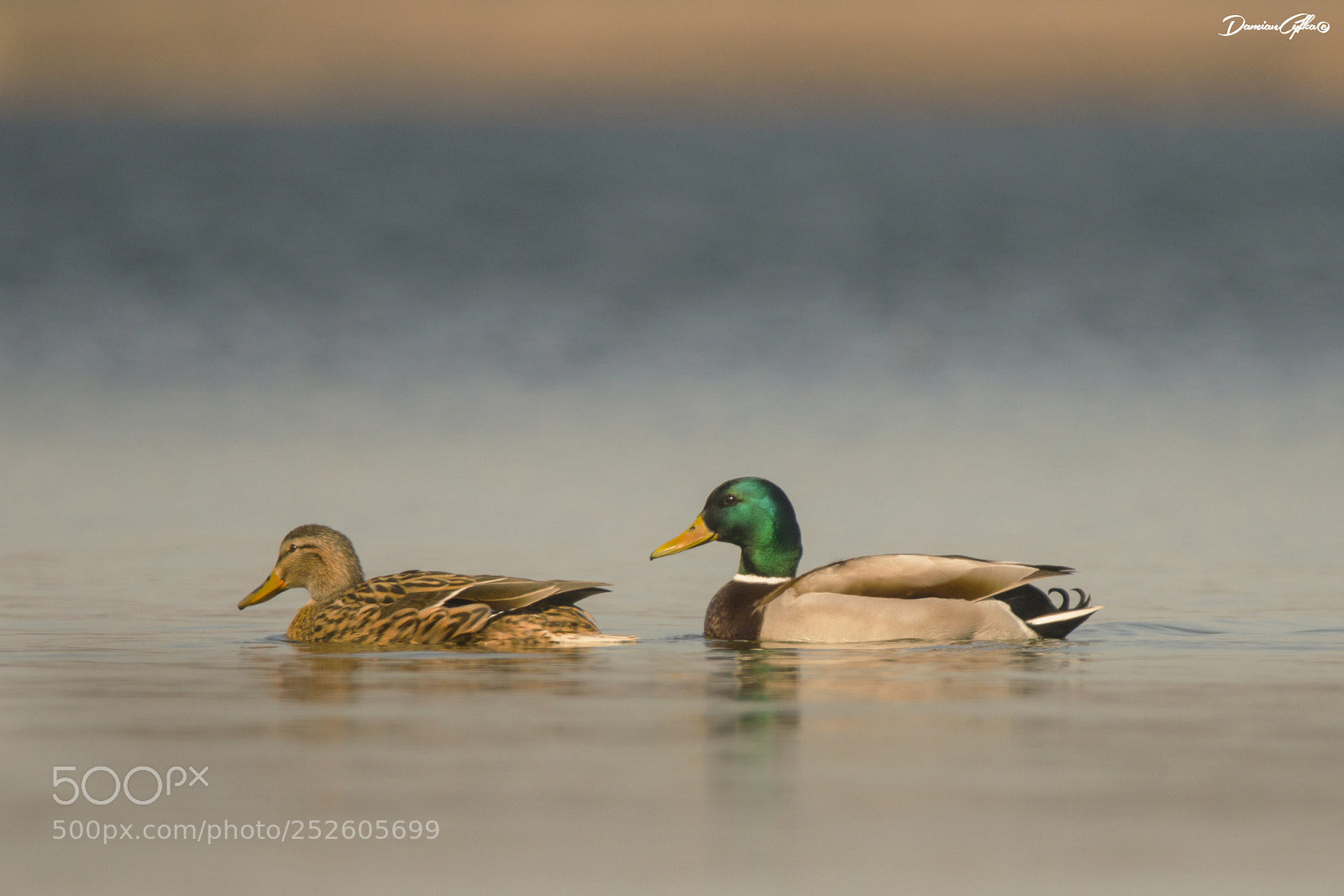 Canon EOS 7D sample photo. Mallards photography