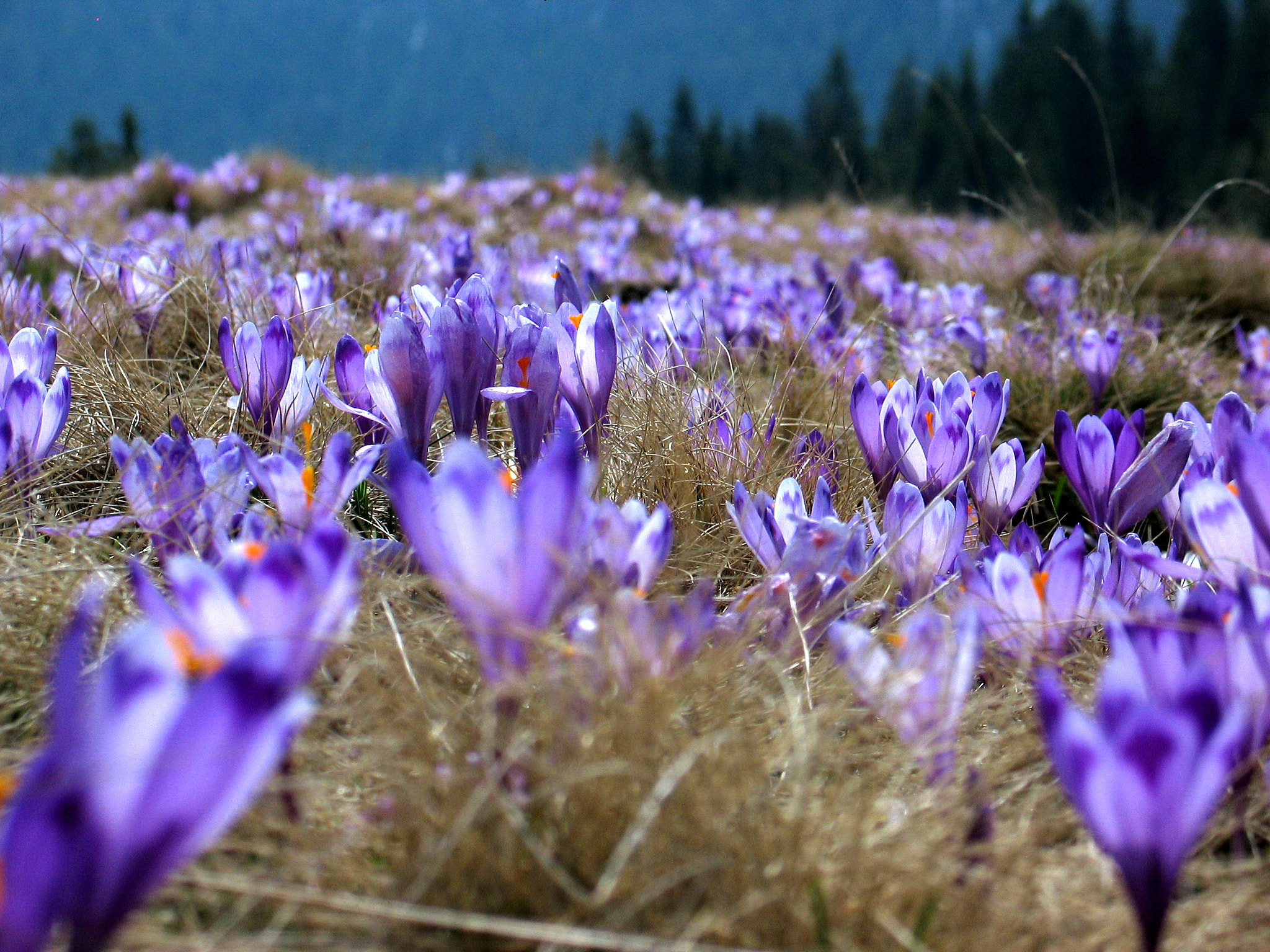 Canon POWERSHOT G3 sample photo. Crocus photography