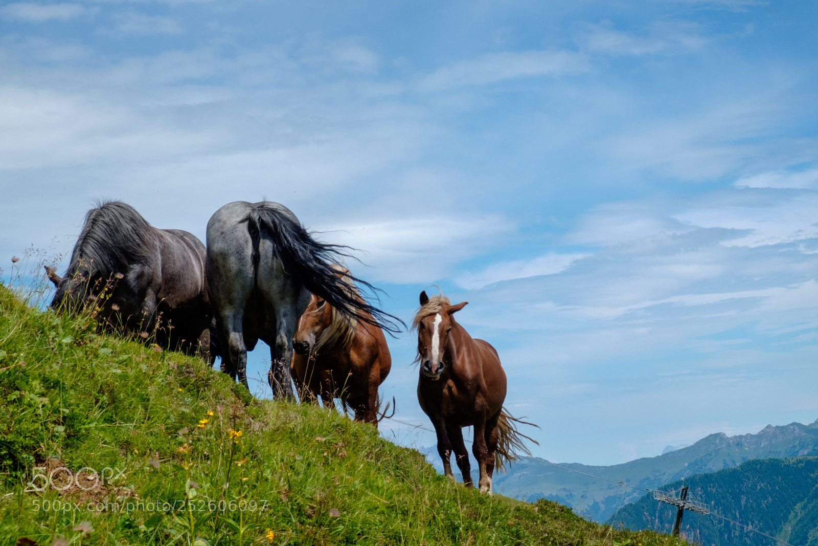 Fujifilm X-T10 sample photo. Horses in the alps photography