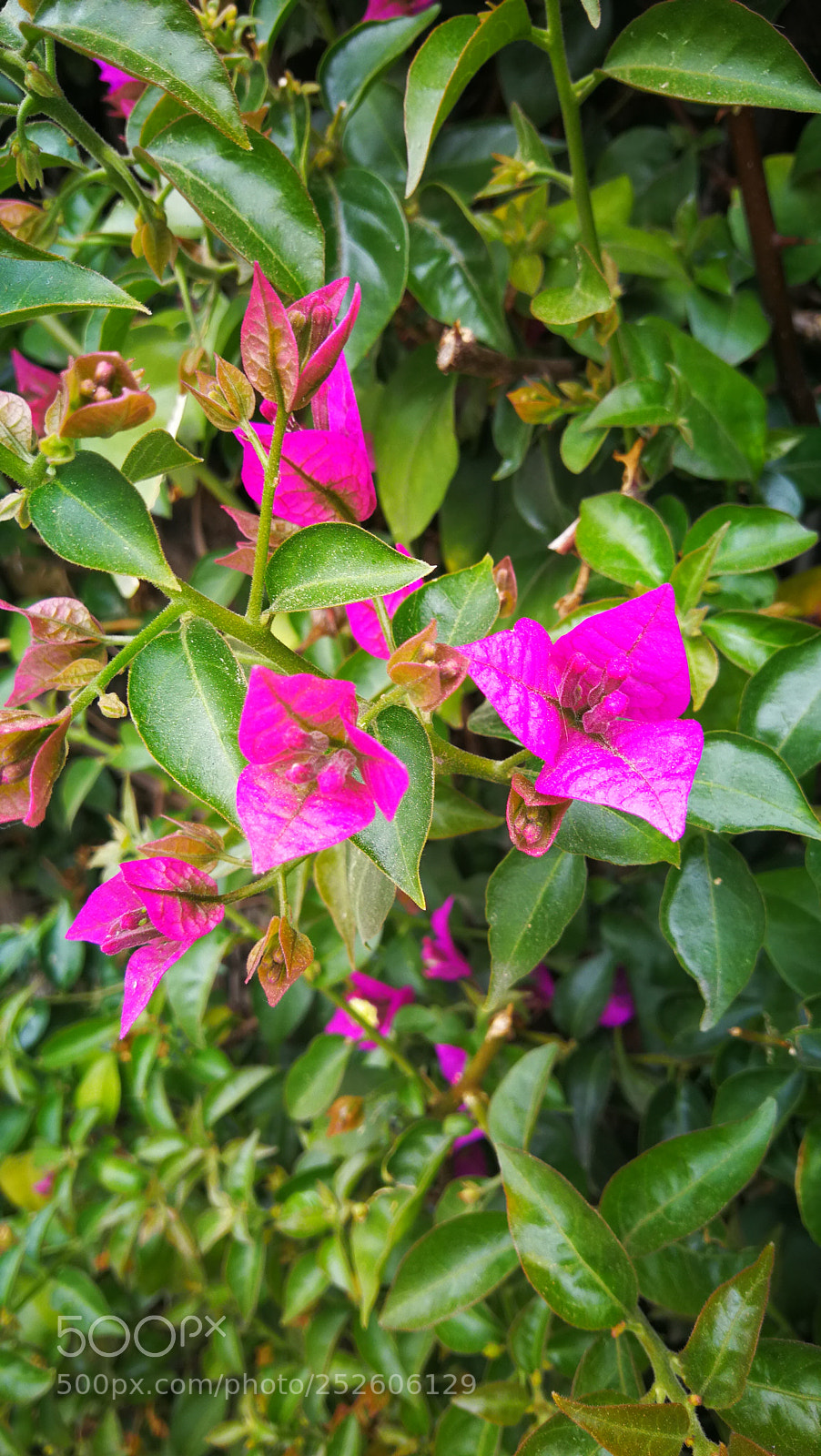 HUAWEI Mate 9 sample photo. Untitled photography