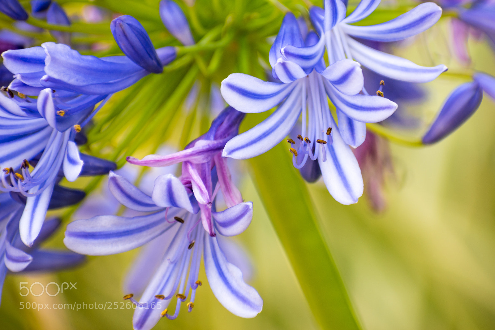 Nikon D5600 sample photo. Petal bells photography