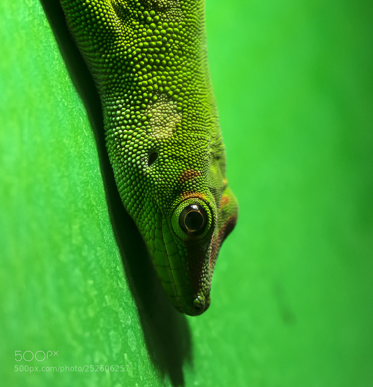 Nikon D7200 sample photo. Phelsuma quadriocellata photography